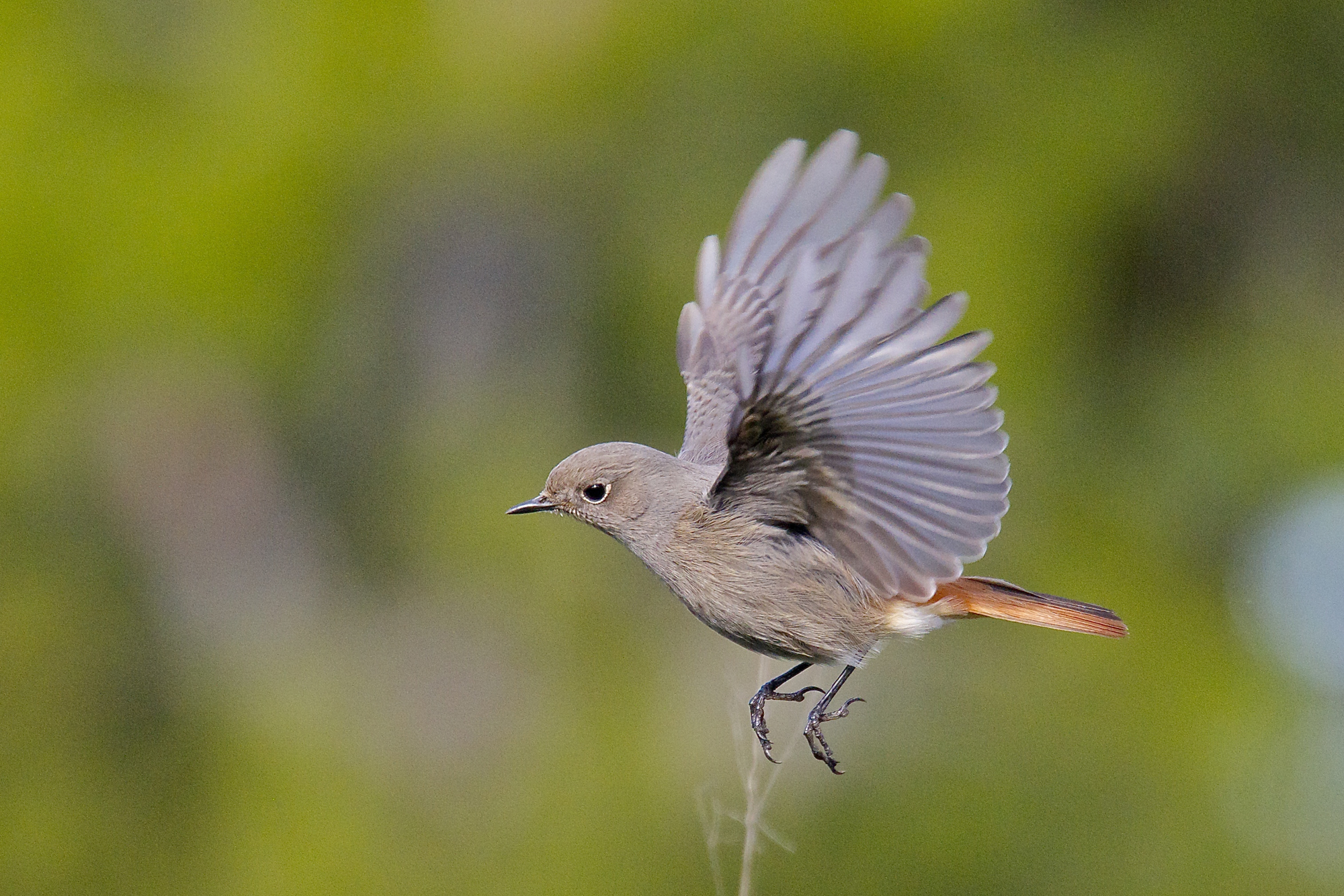 black redstart