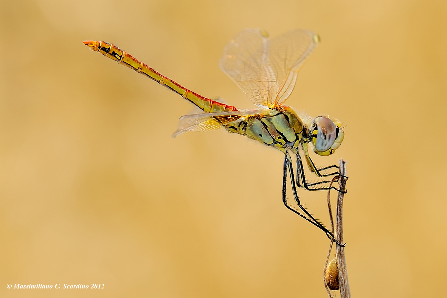 Dragonfly
