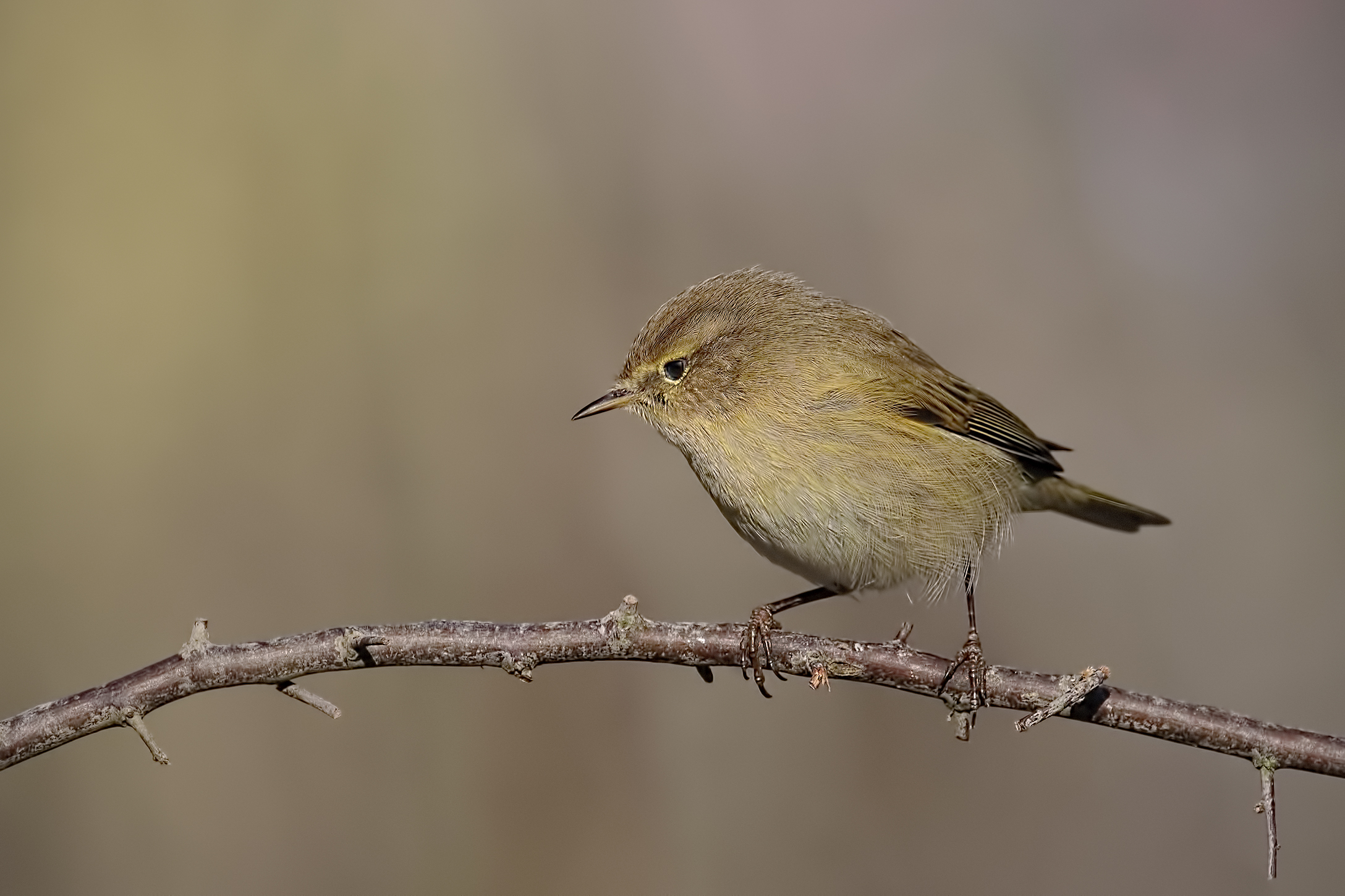 Chiffchaff (Phylloscopus collybita)