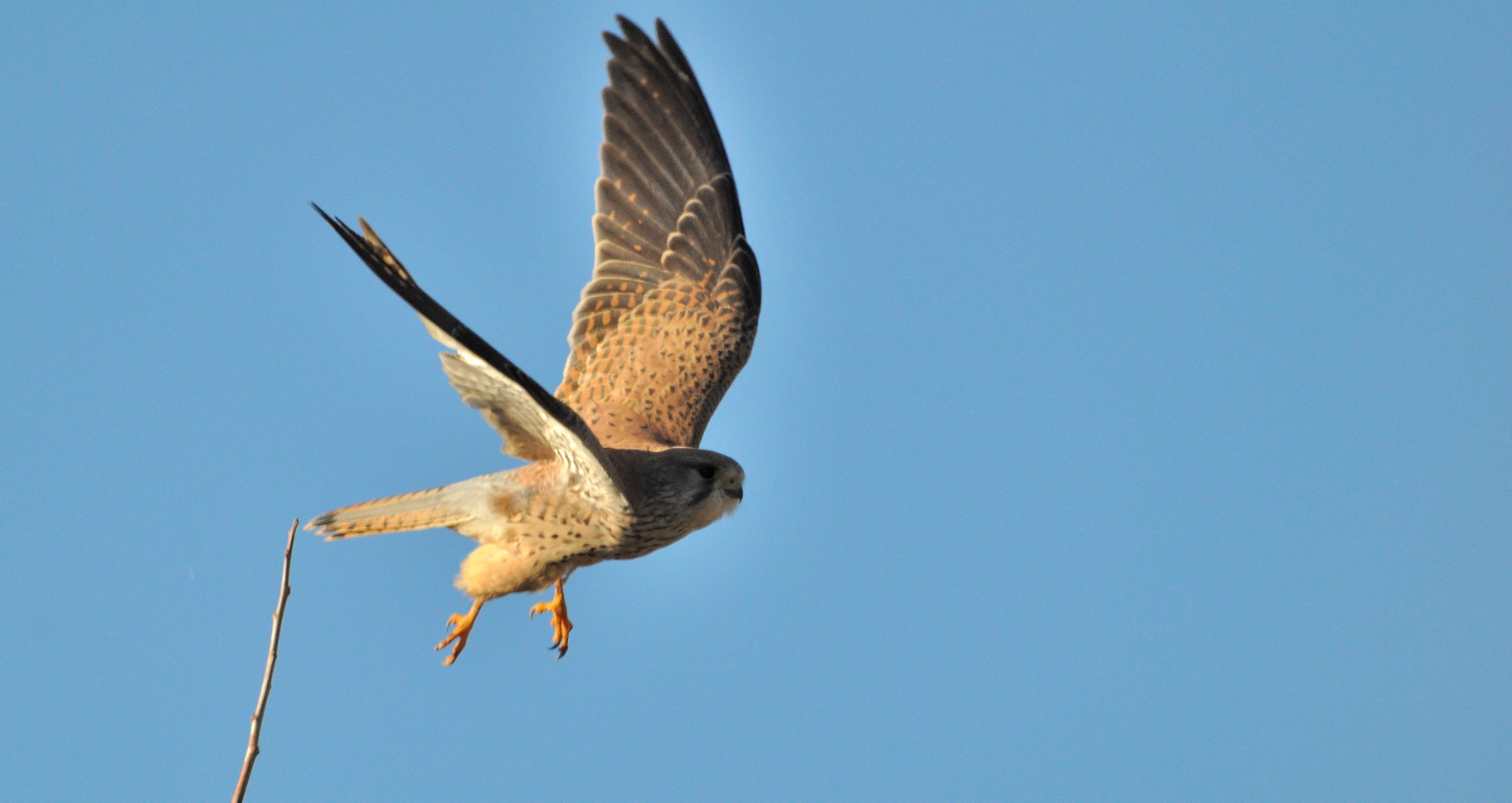 Lo stacco del gheppio...