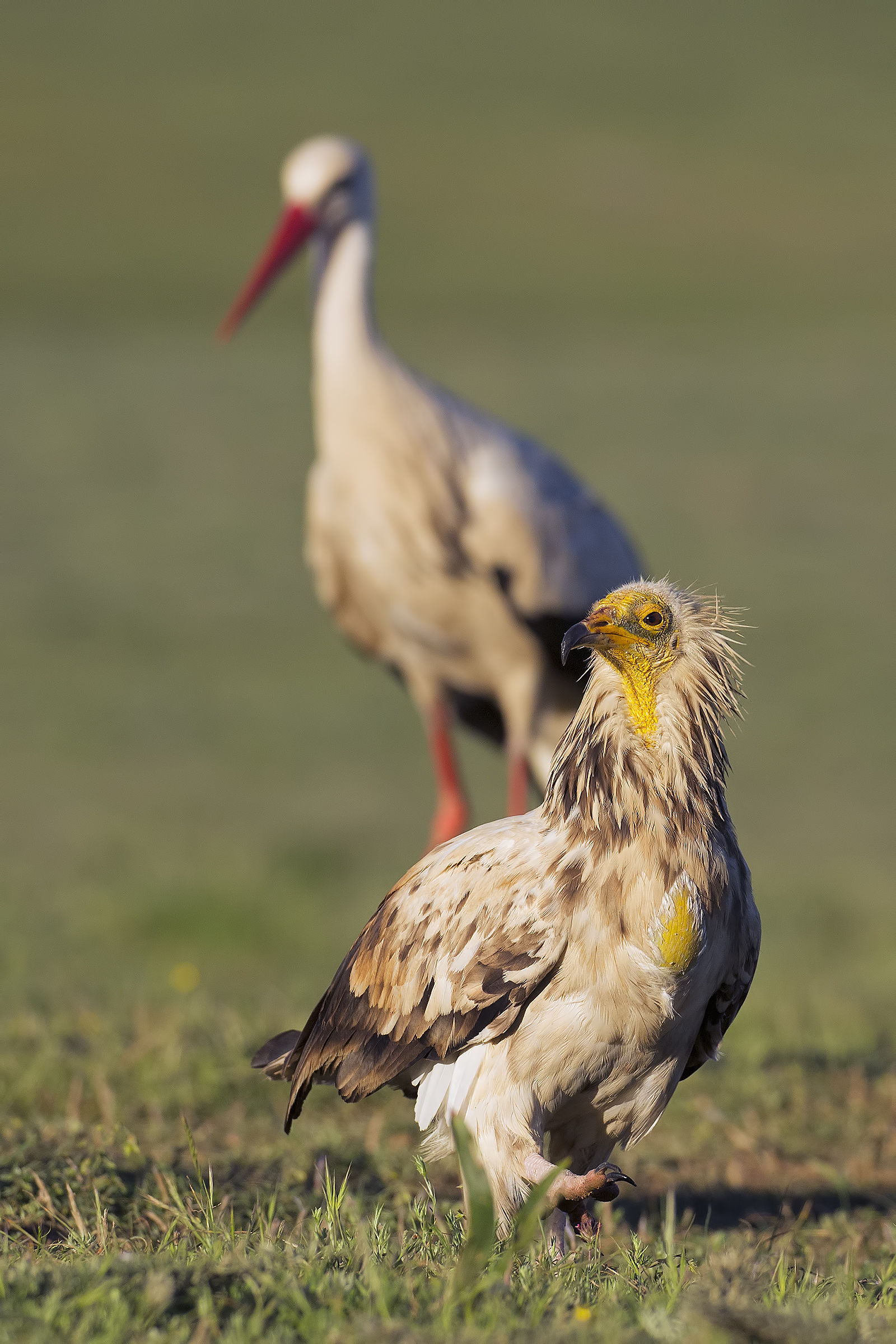 Presenza alle spalle