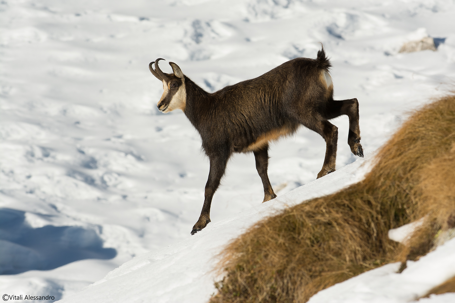 Chamois