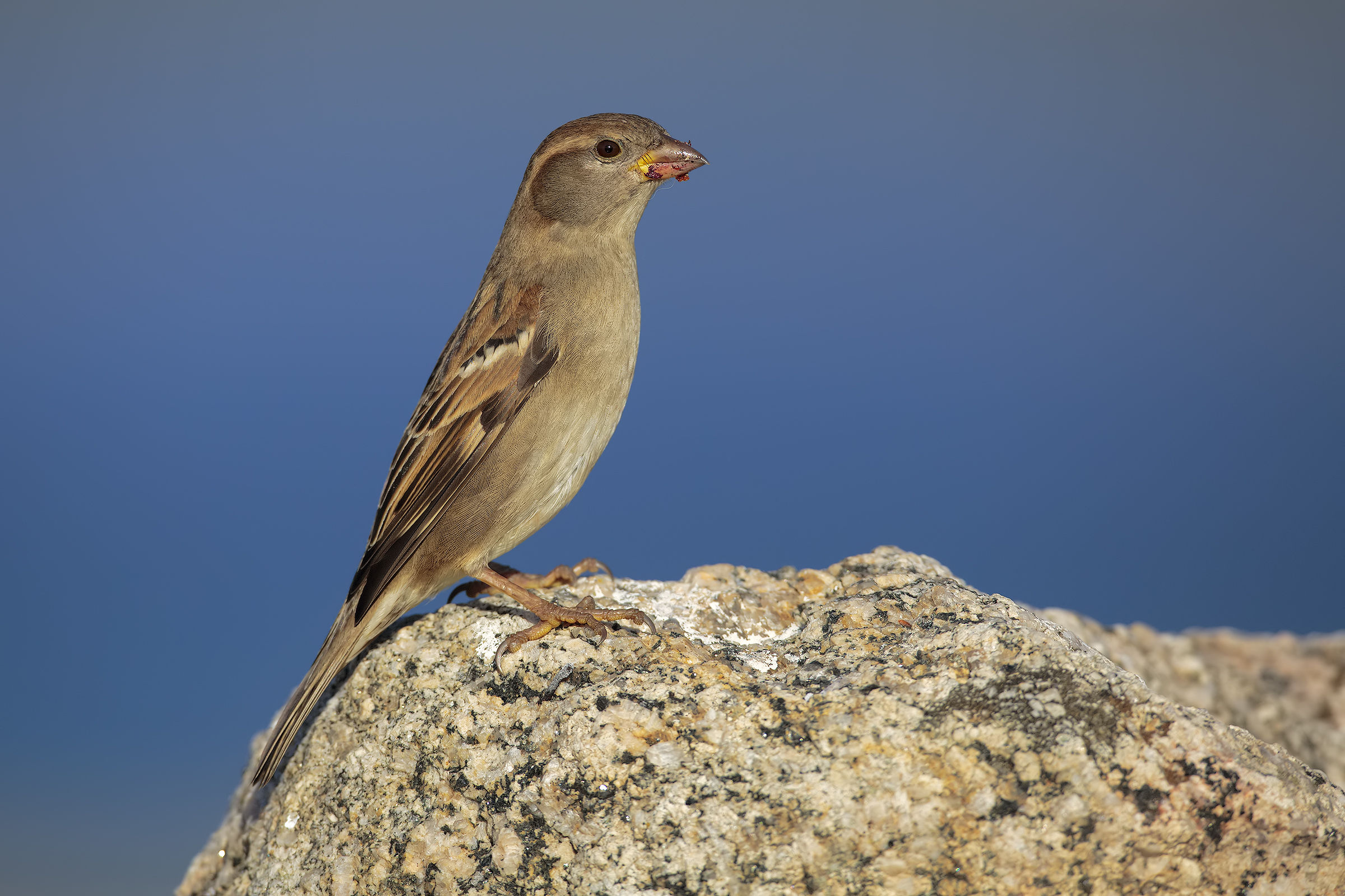 Sparrow