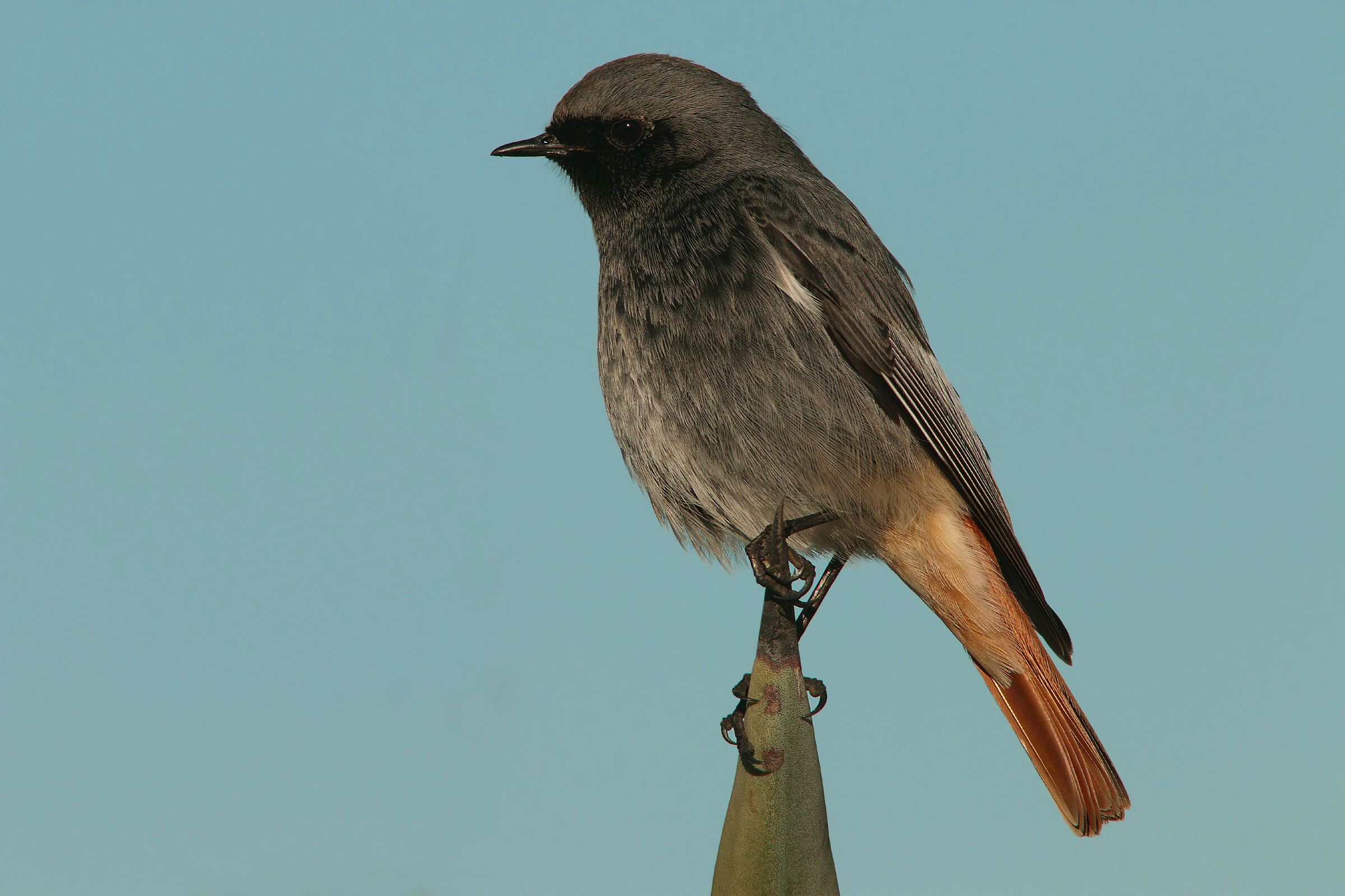 black redstart