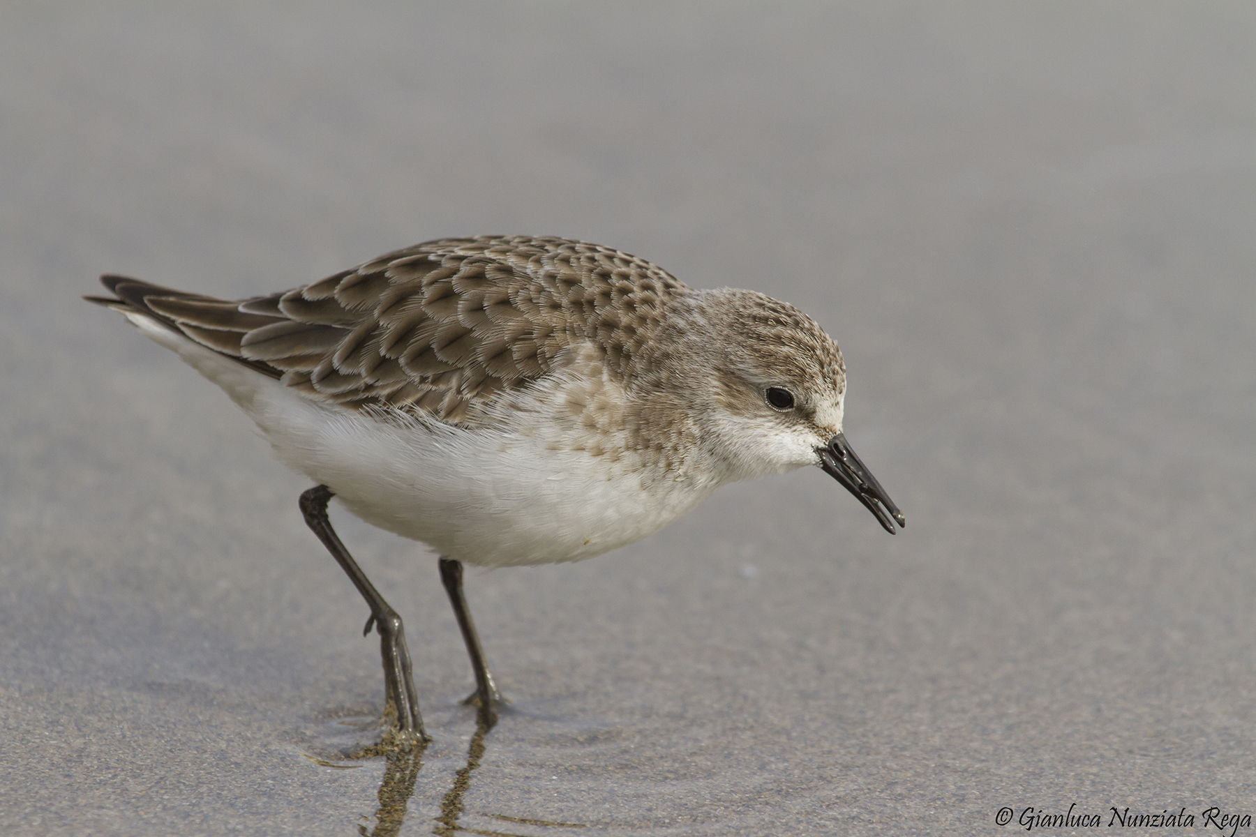 Little Stint