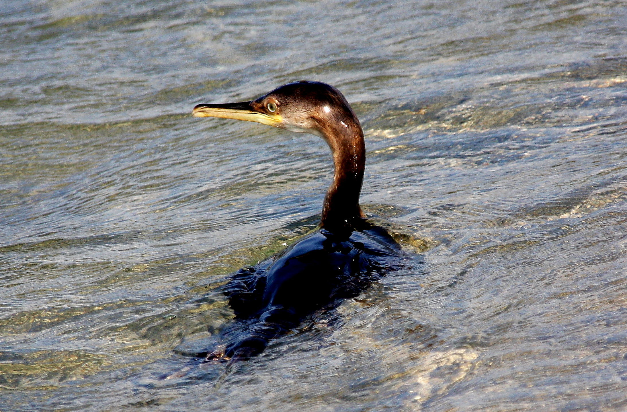 Cormorano Sardegna