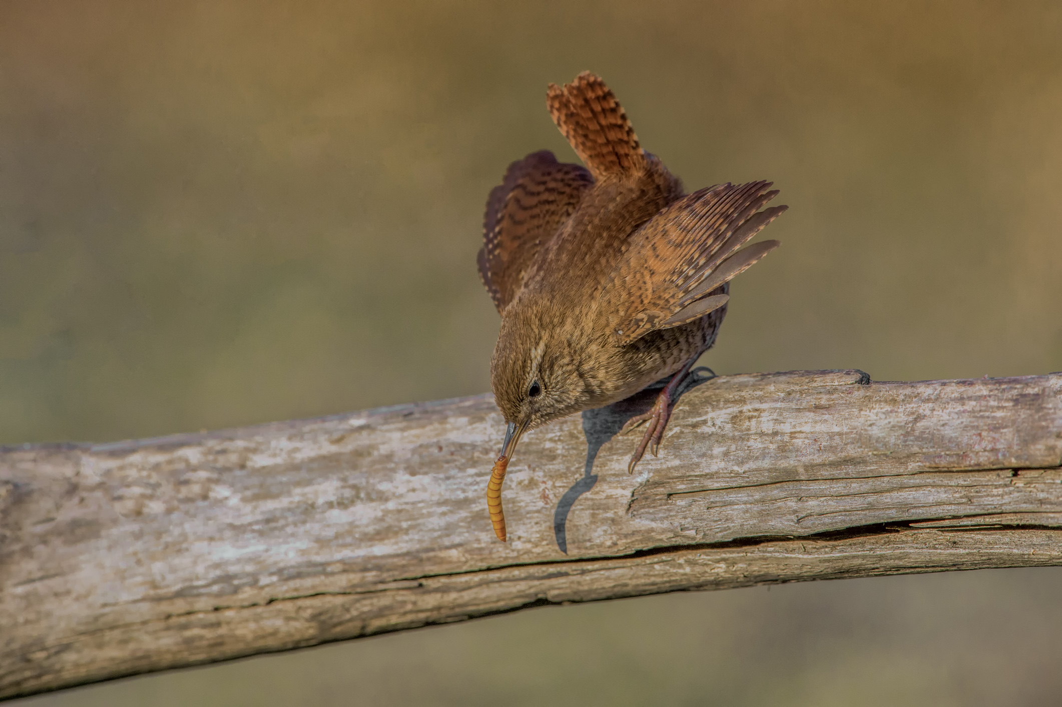 Wren