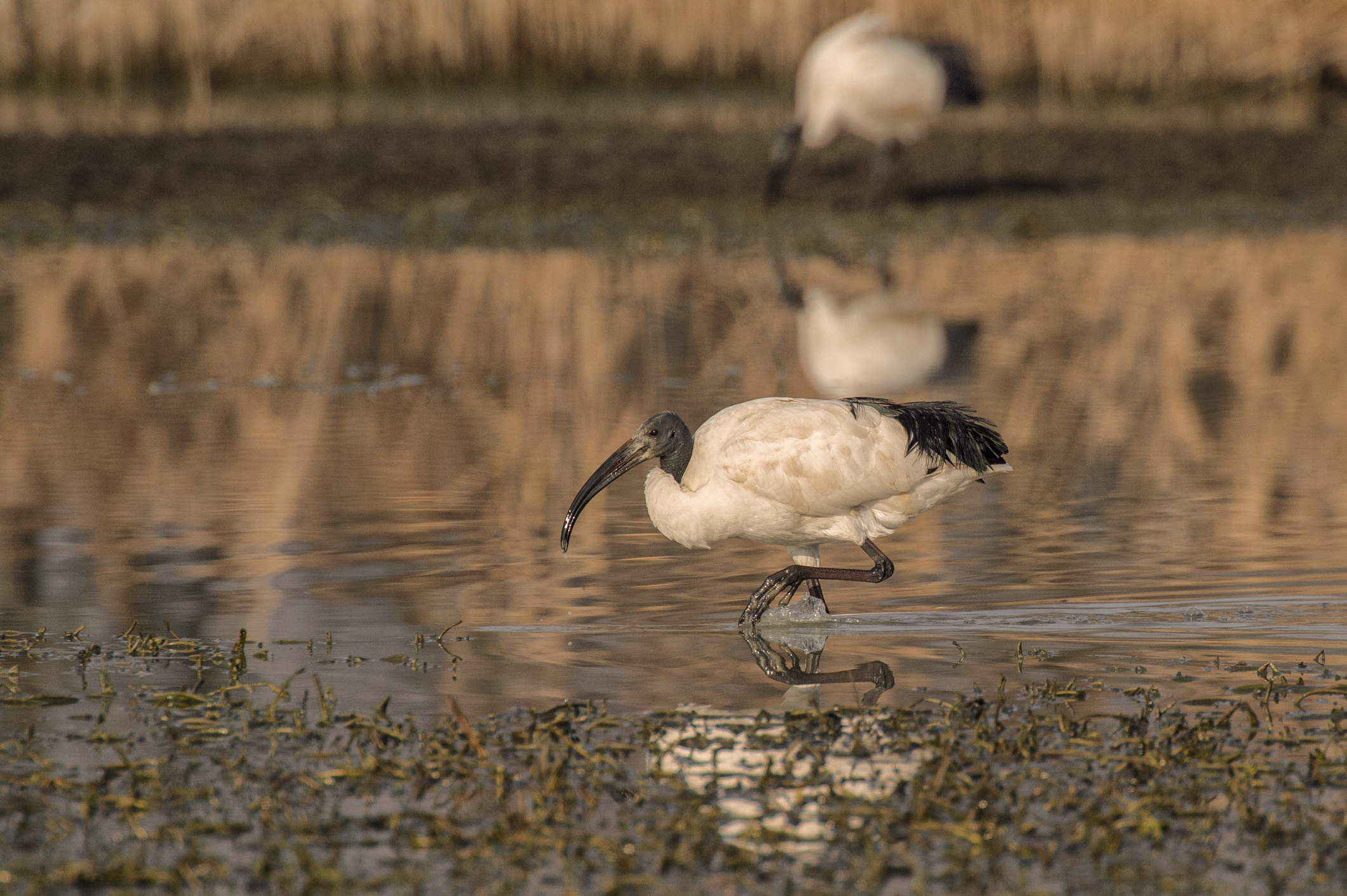 sacred Ibis
