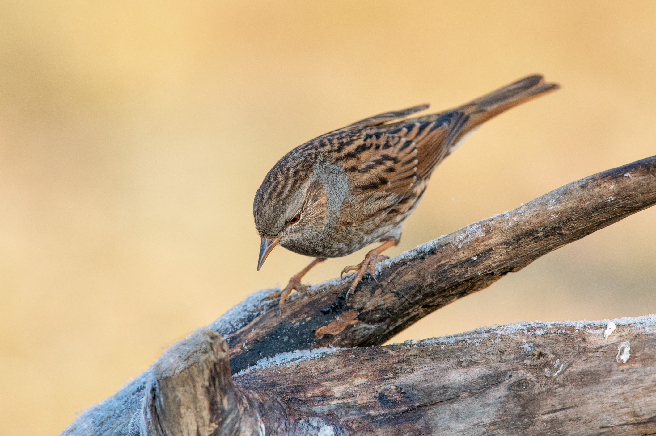 Dunnock