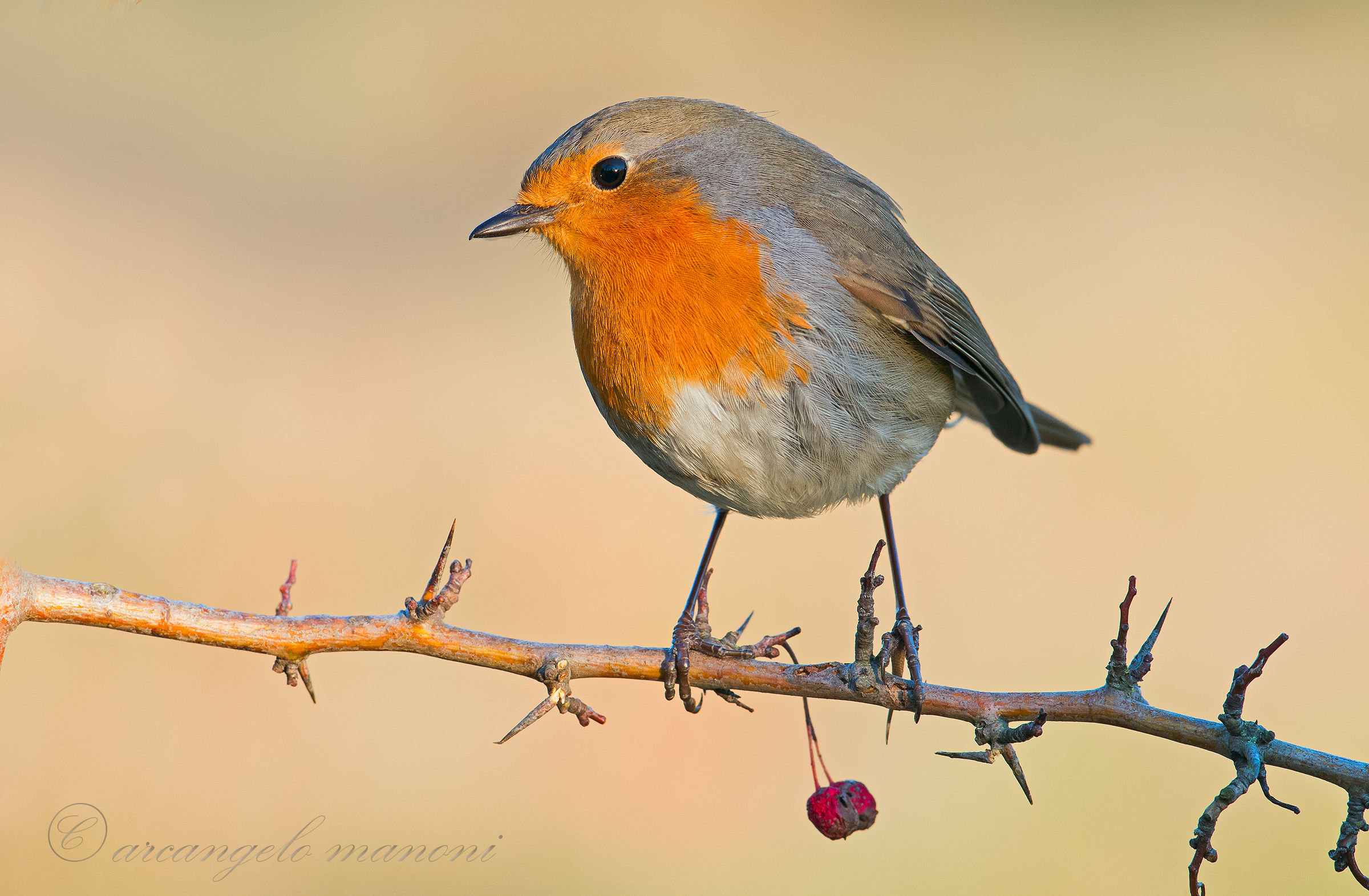 Fra spine e ciliegine