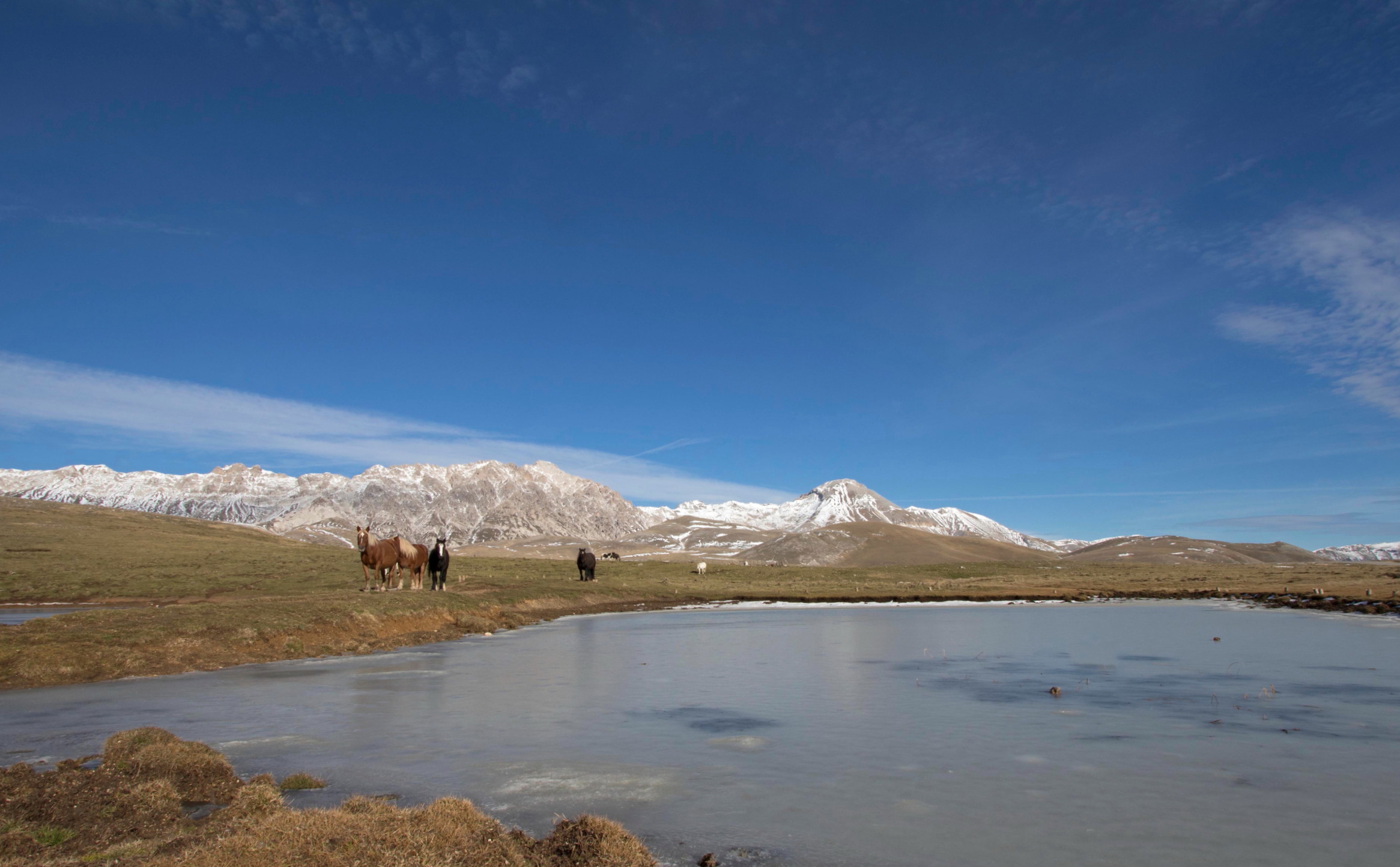 Pascolo sui monti d'Abruzzo