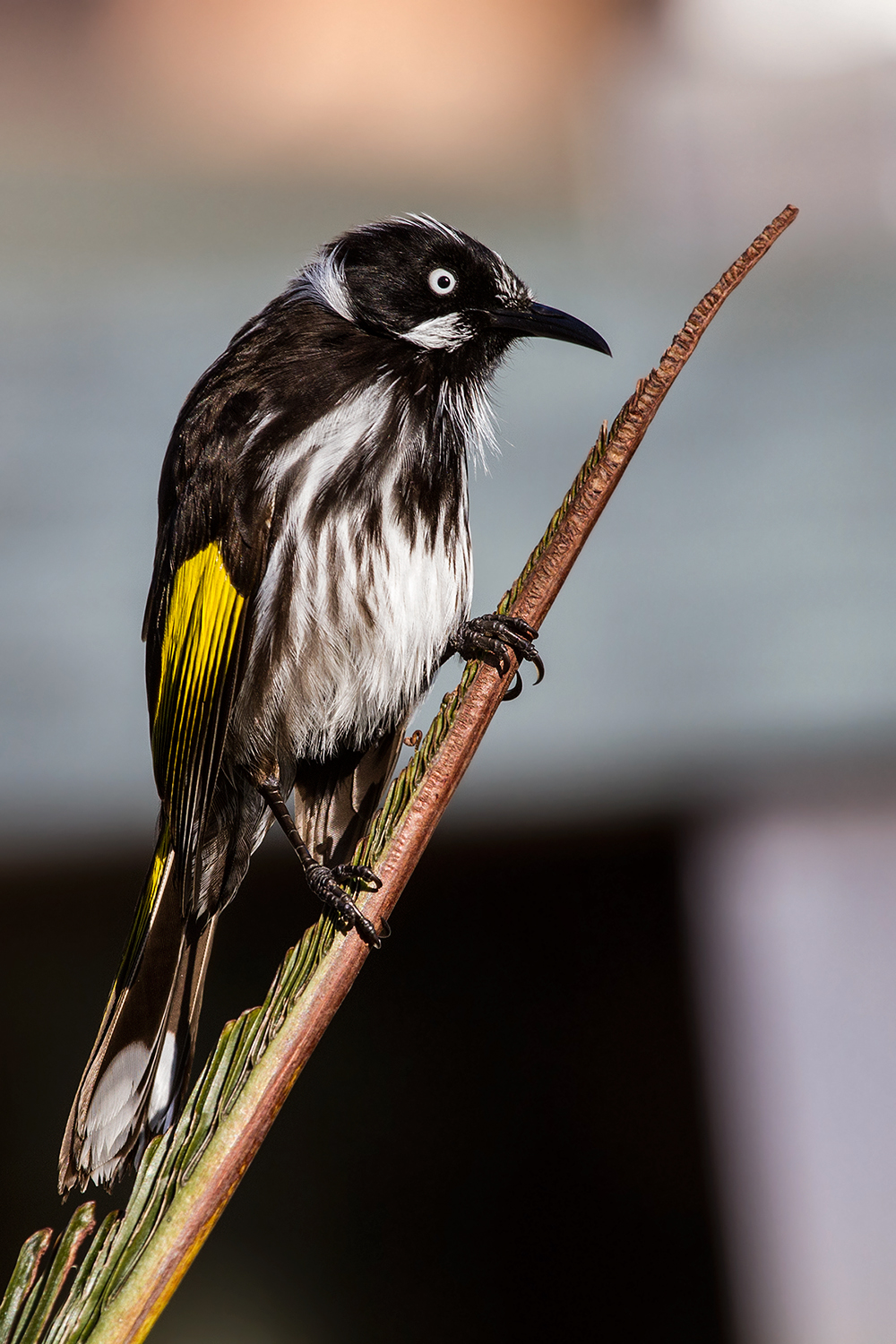 New Holland Honeyeater