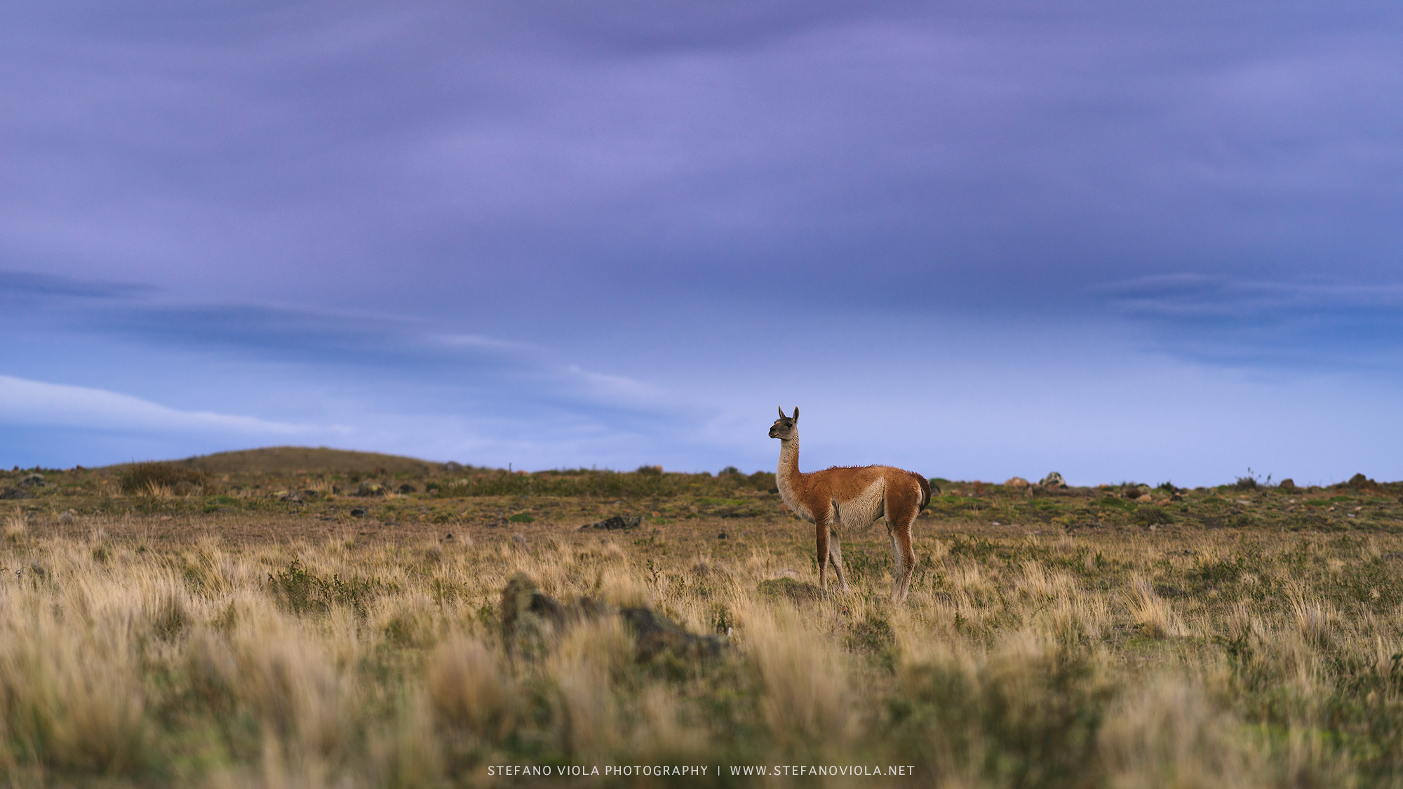 Guanaco solitario al tramonto
