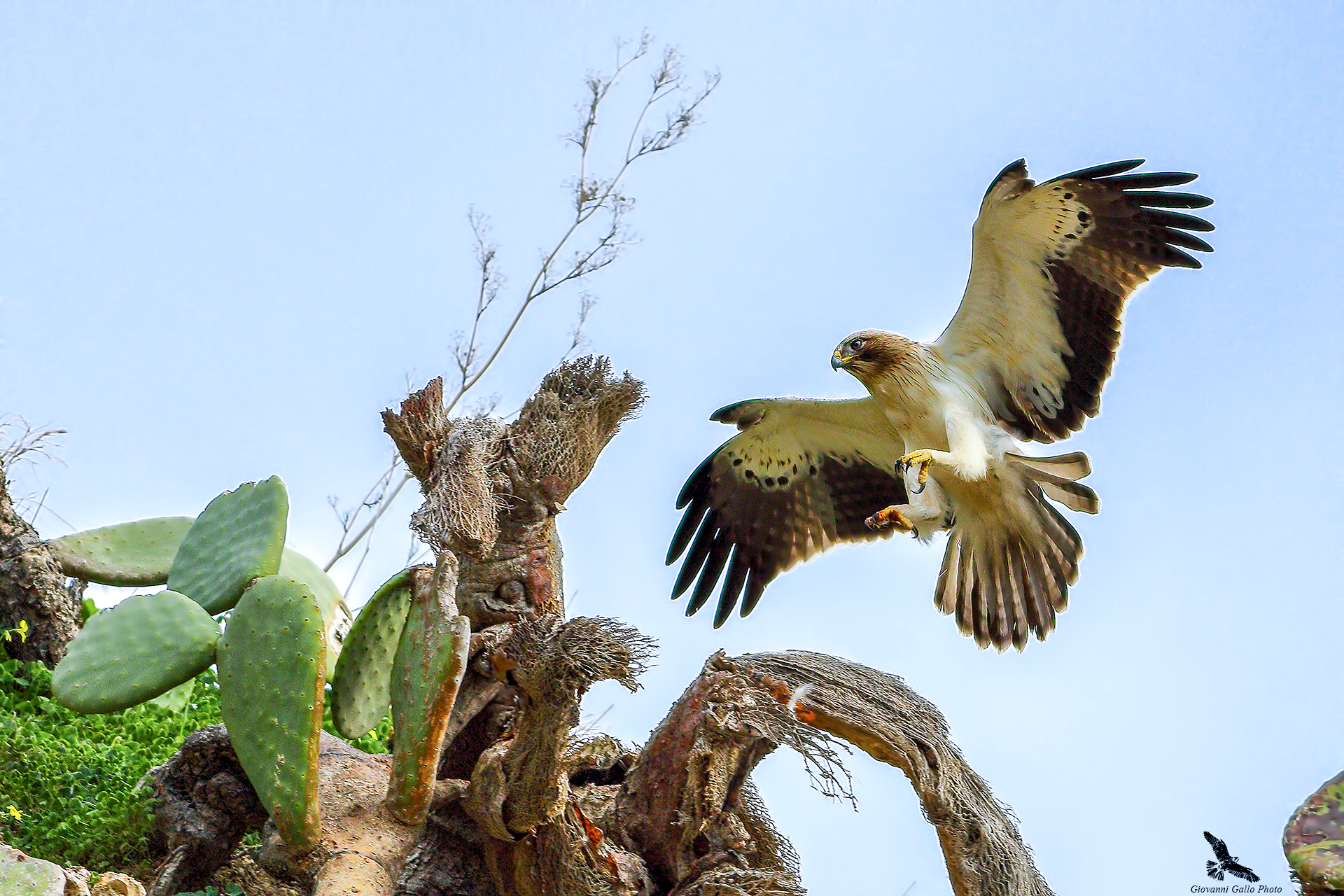 Aquila Minore in fase di Atterraggio