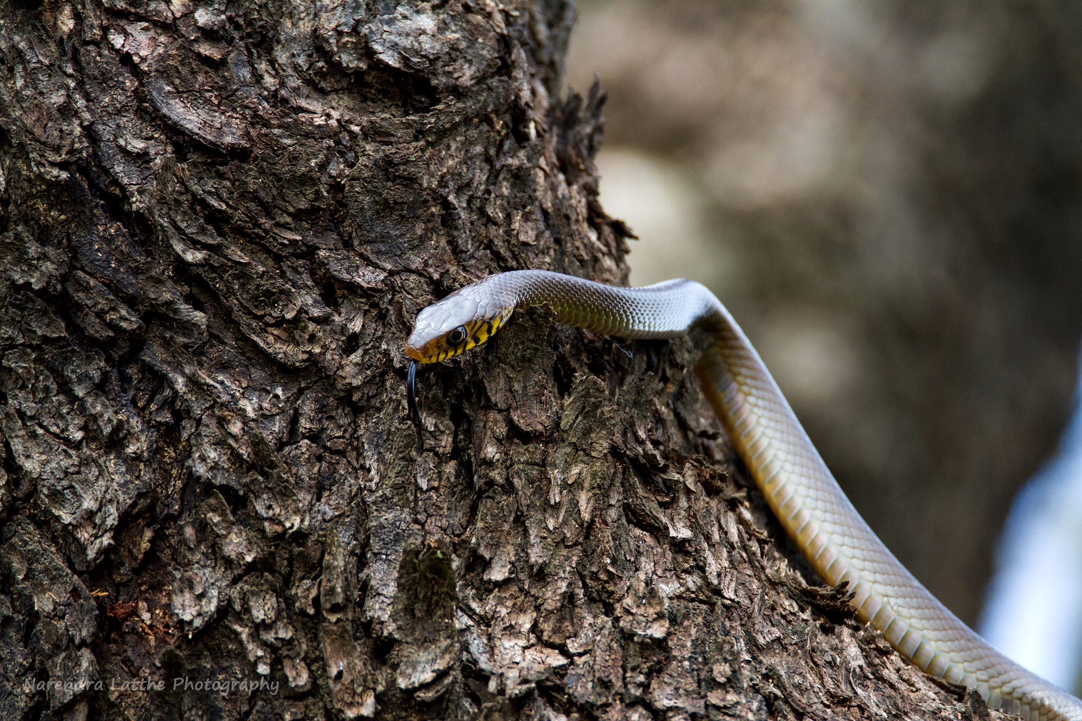 Serpente di ratto indiano