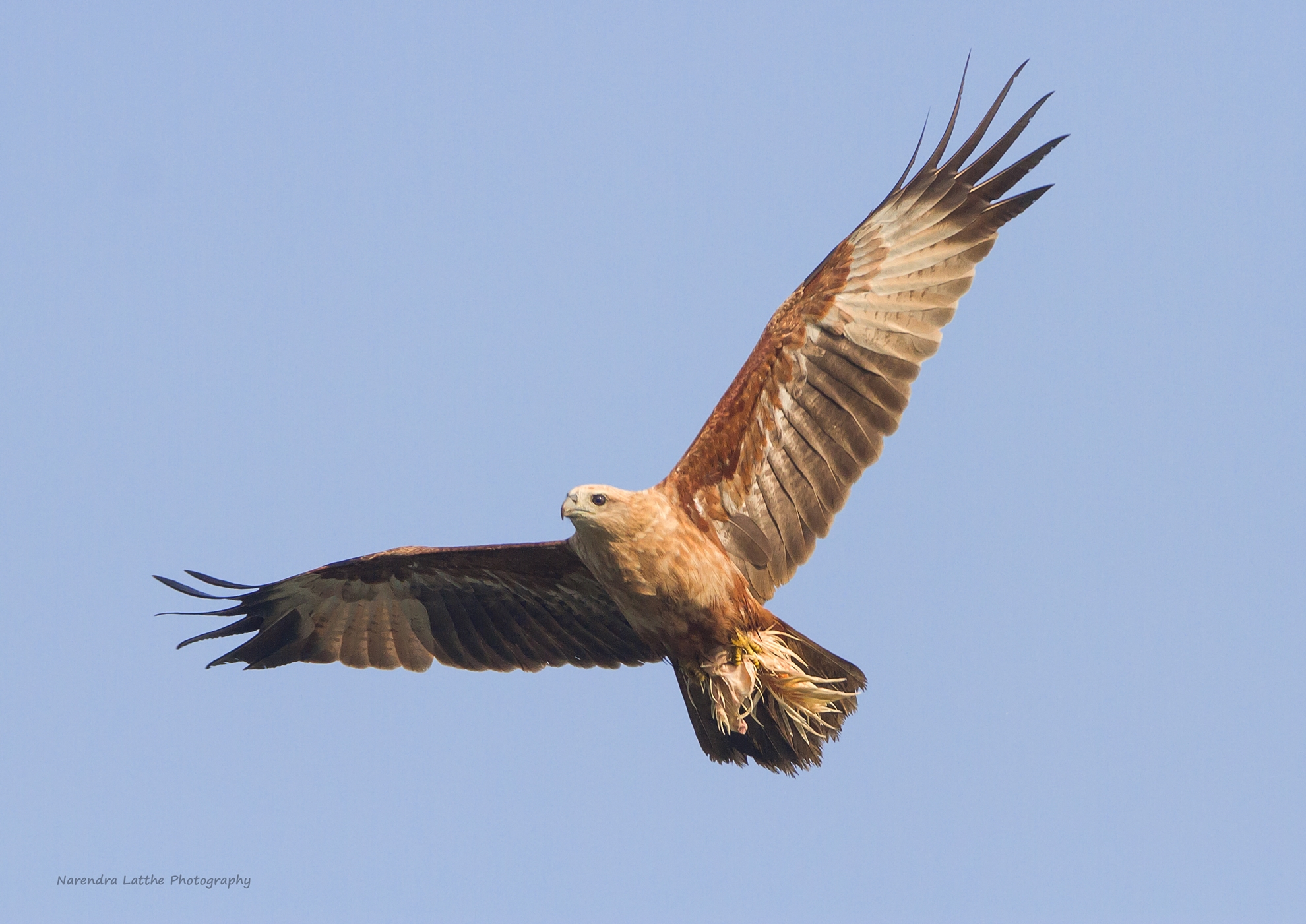 Brahminy Kite Juvenile