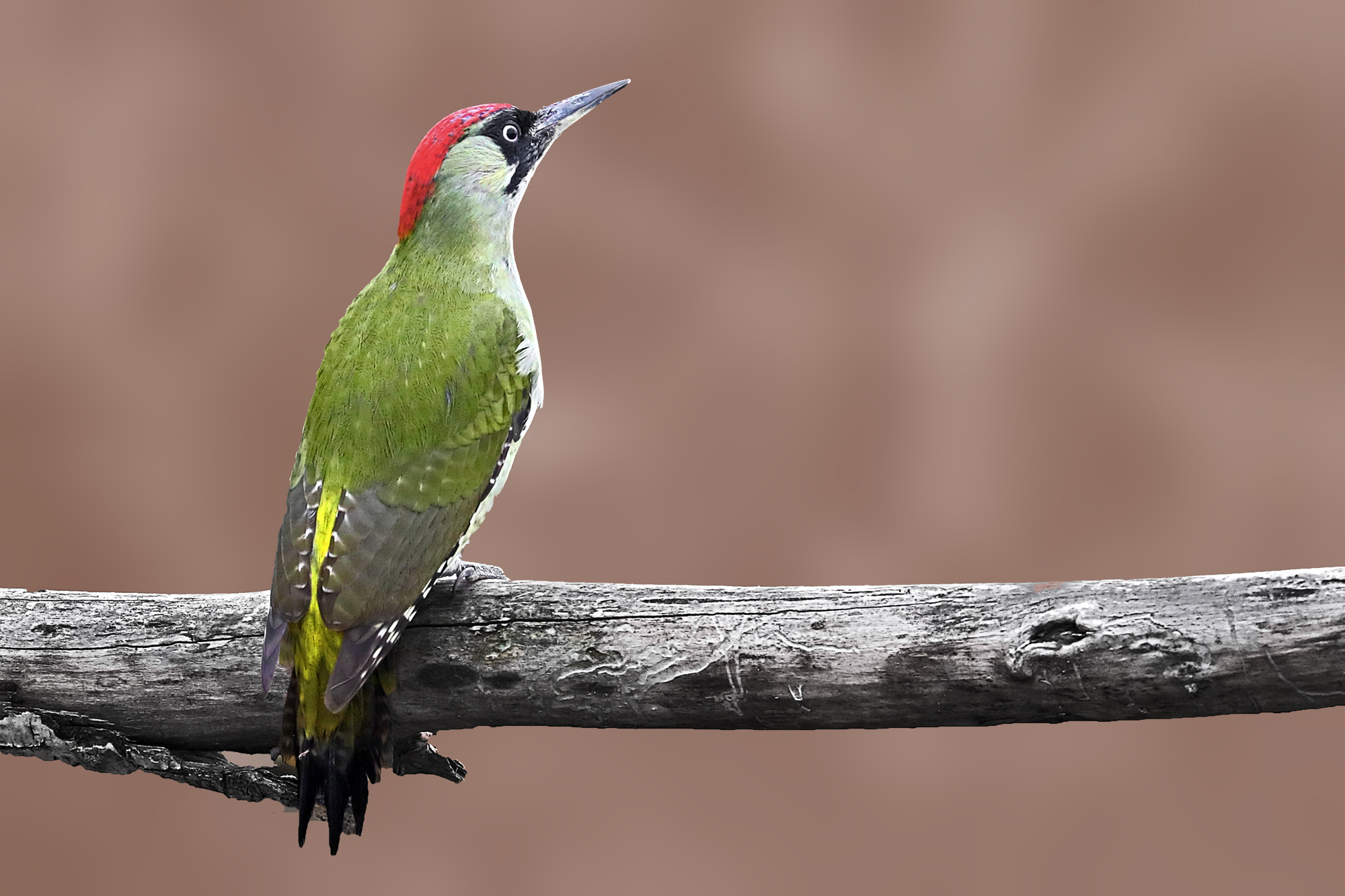 green woodpecker