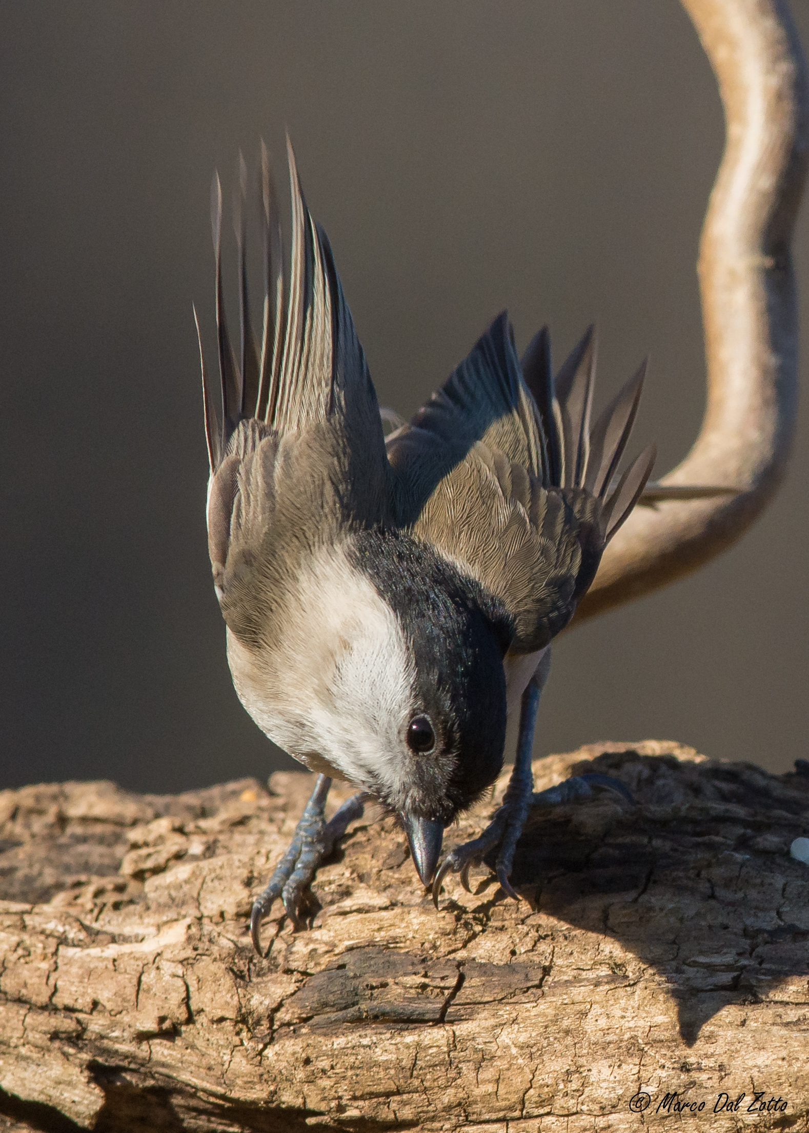 l'inchino della bigia