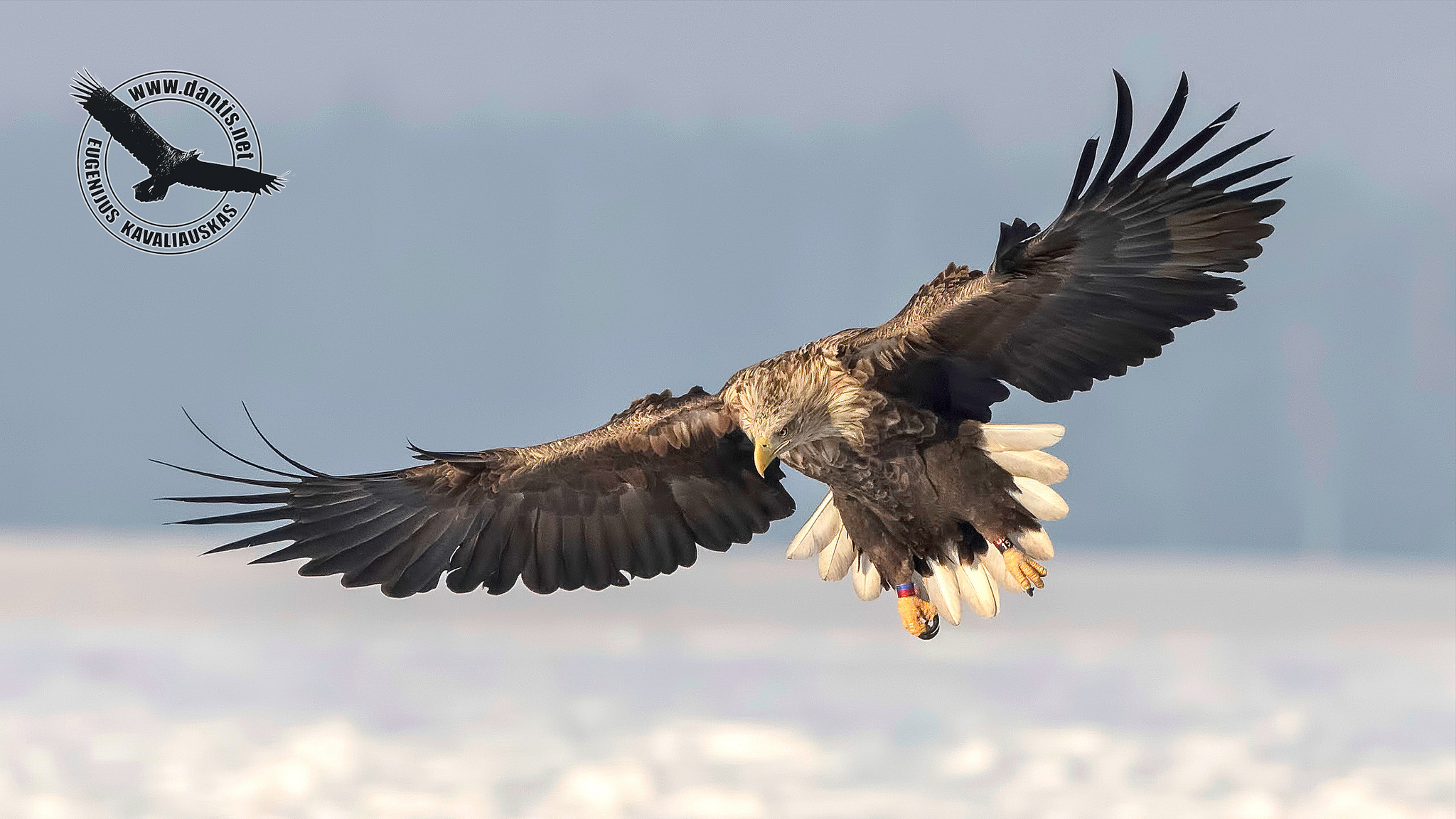 White-tailed (Haliaeetus albicilla)