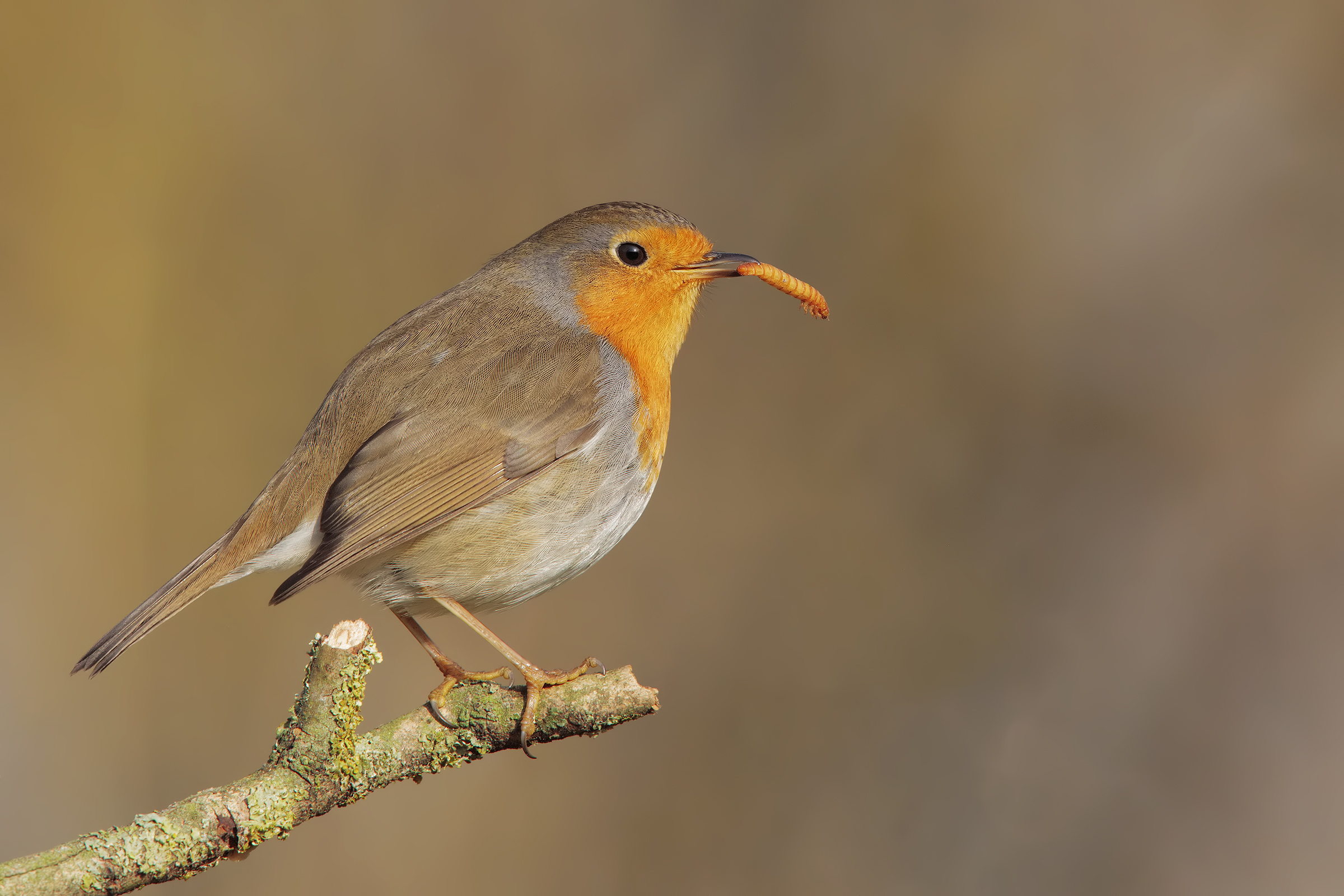 semplici pettirossi...4