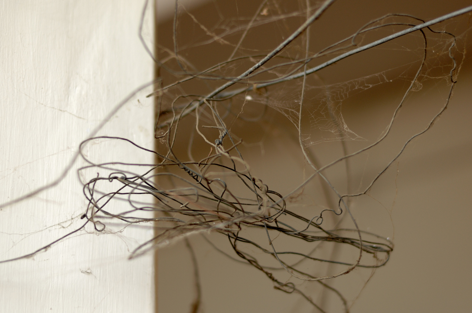 snooping around the house 1