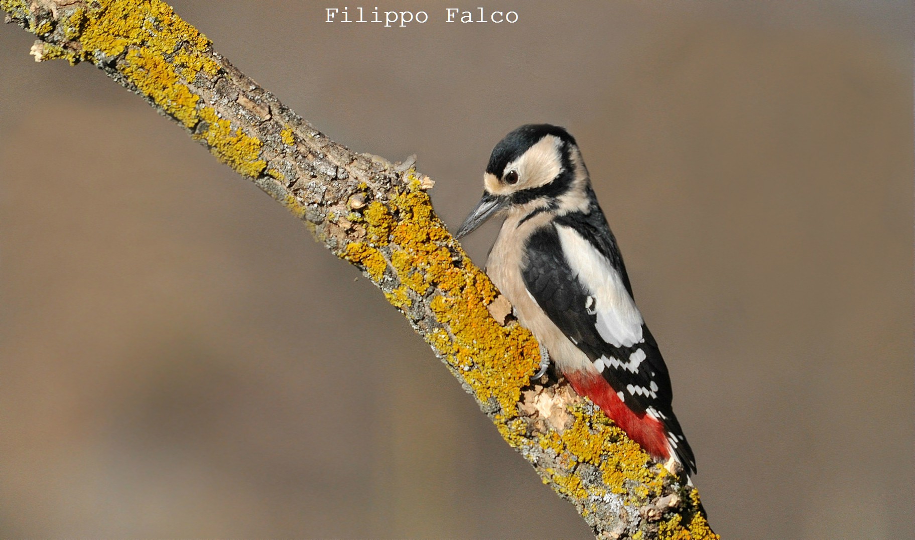 Picchio rosso impettito...