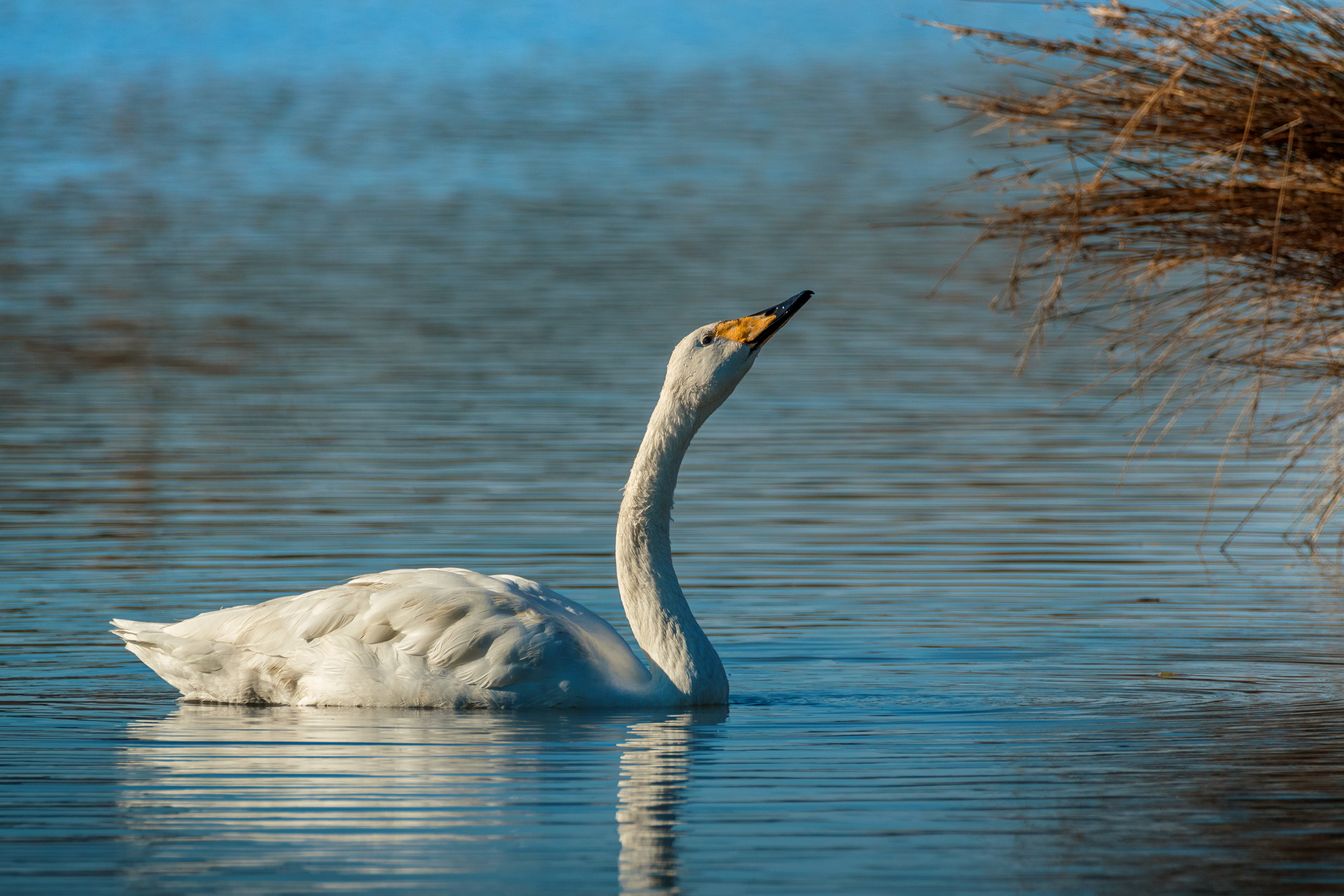 Whooper swan