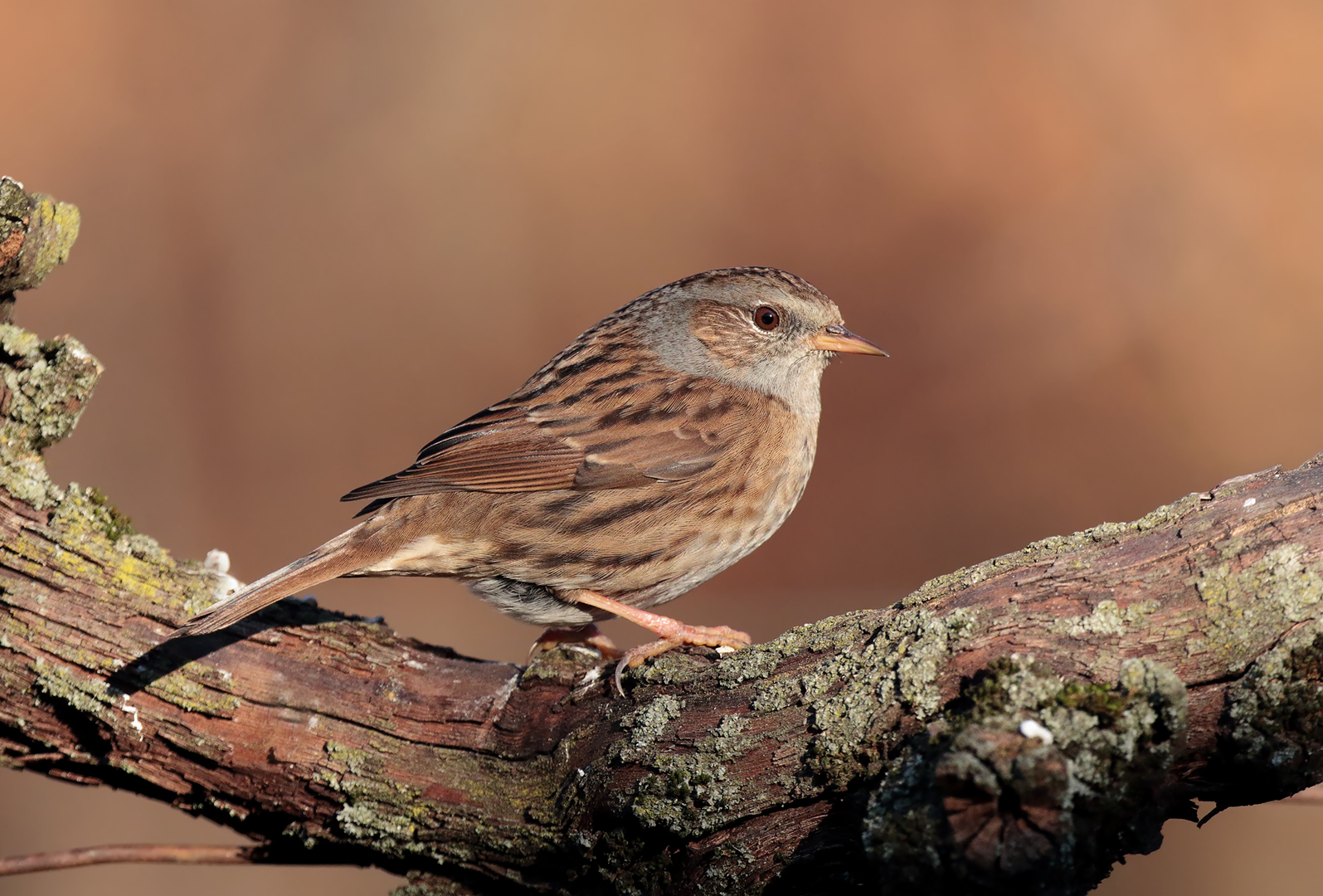 Dunnock