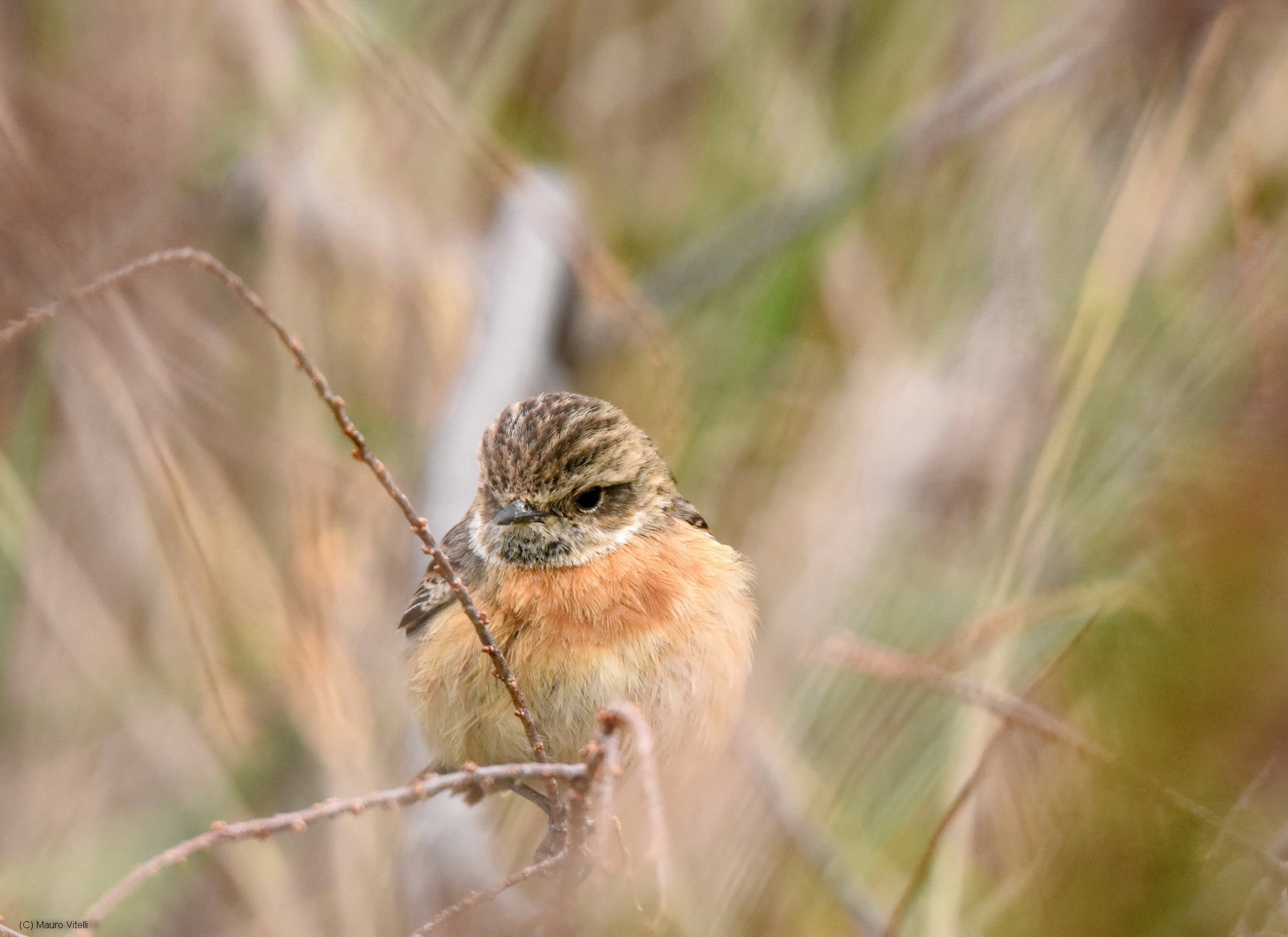 Stonechat (f) Veiled