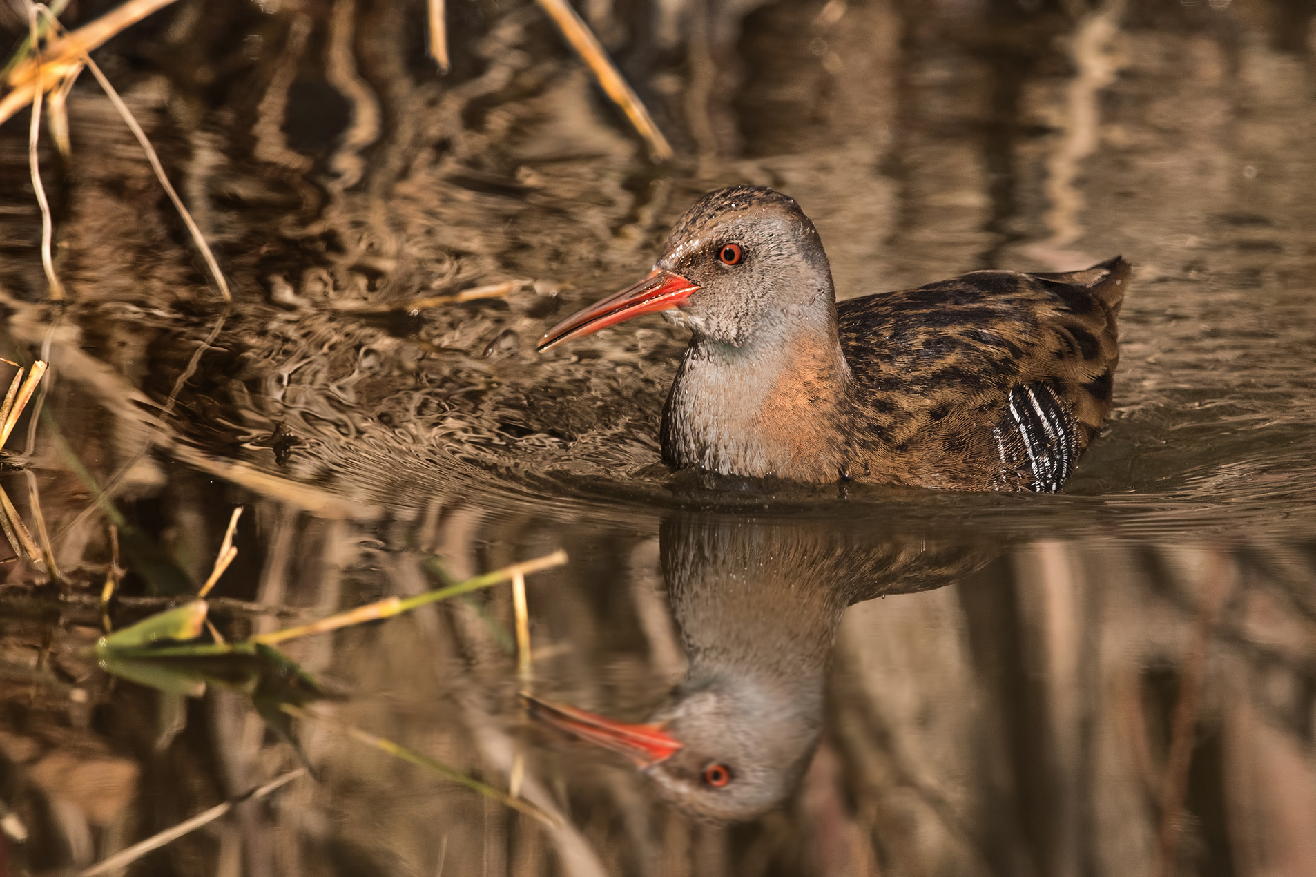 Water Rail