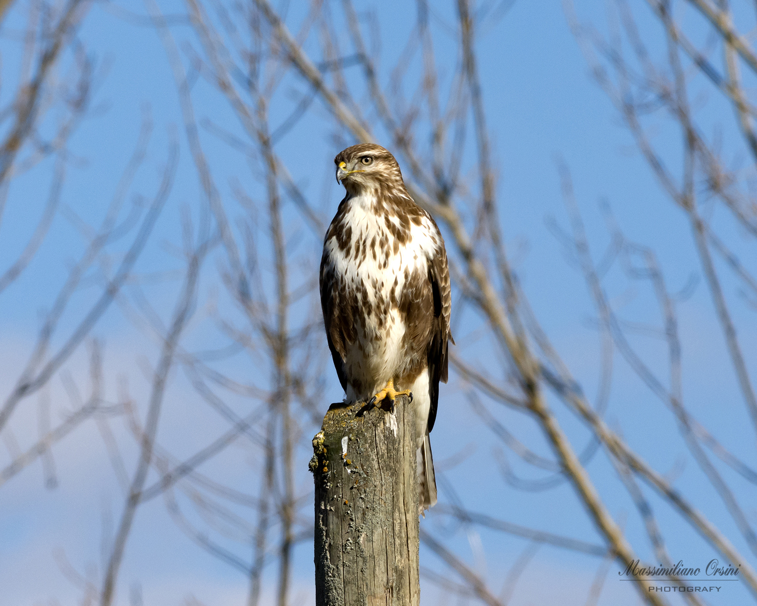 Buzzard on the perch