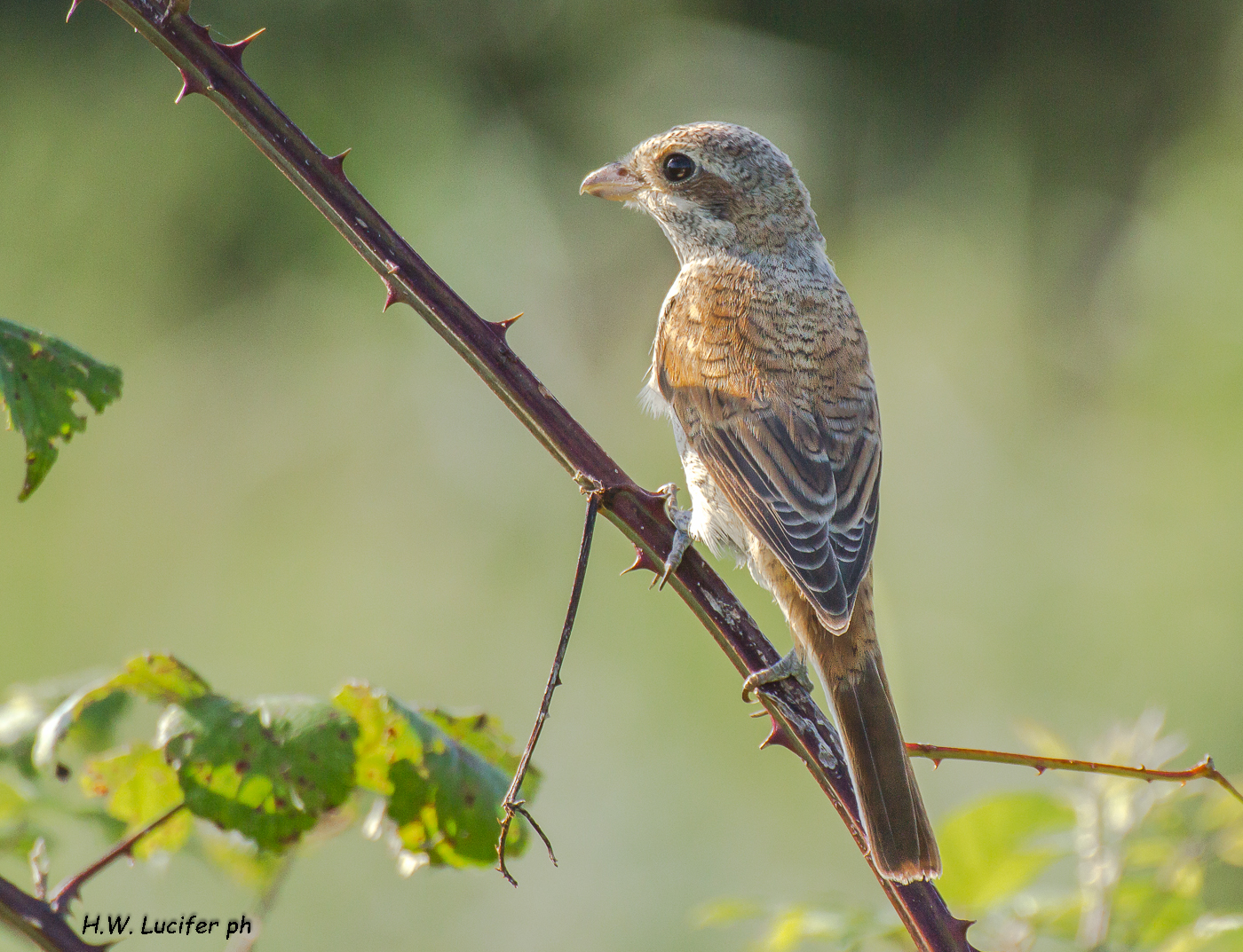 Averla piccola, juv o femmina