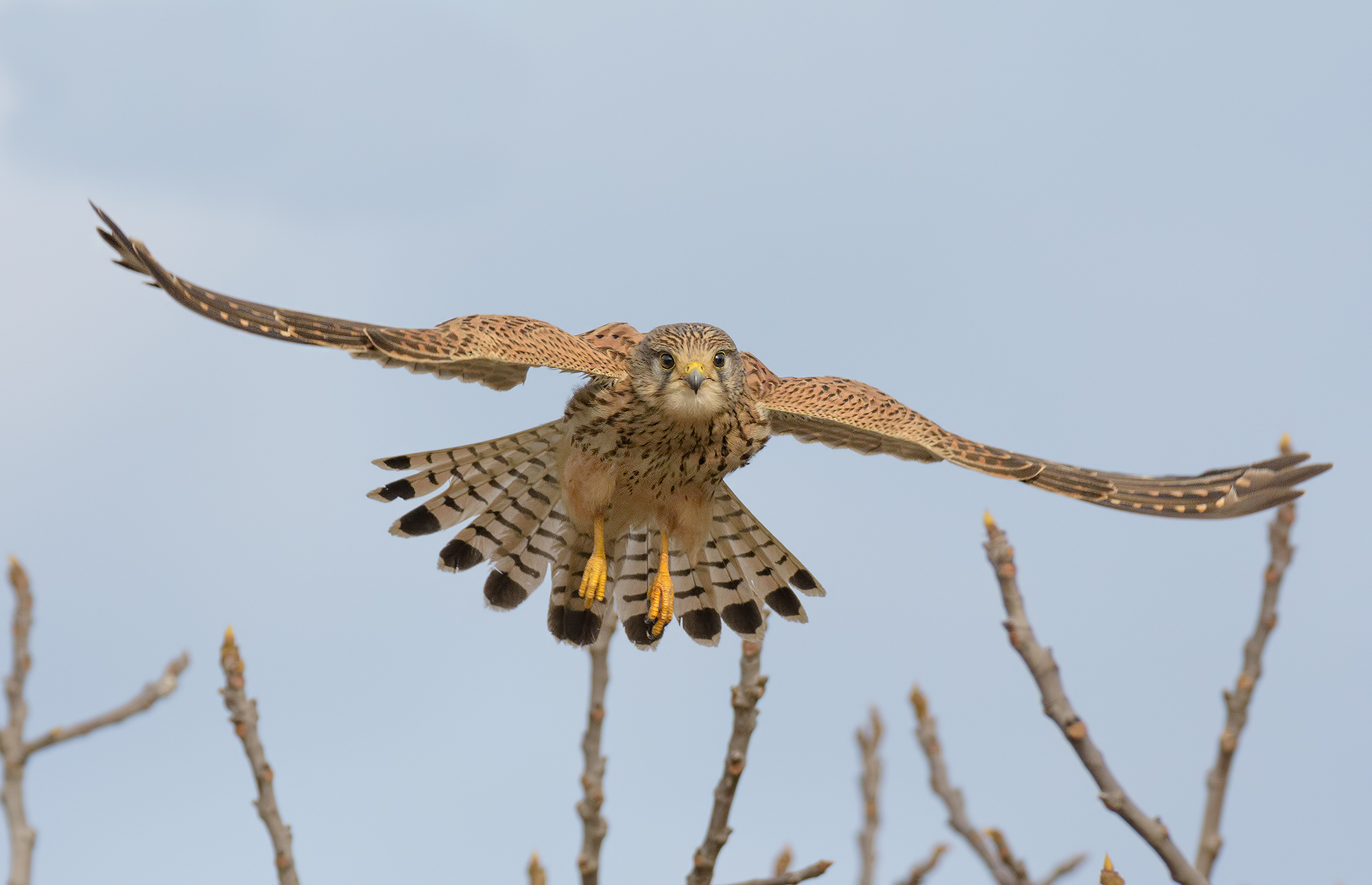 Falcon Kestrel female