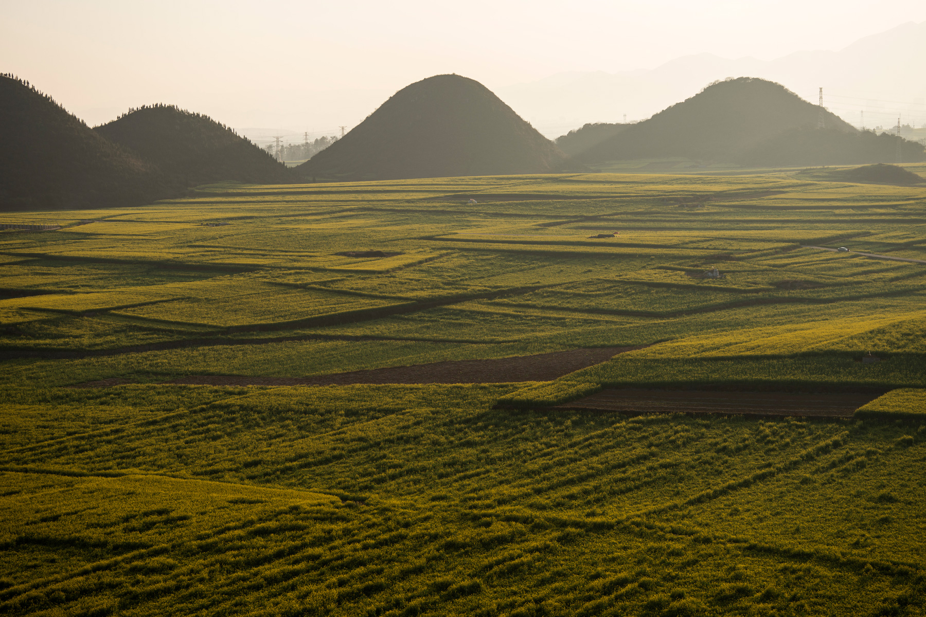 Blossoming turnip greens between limestone hills China