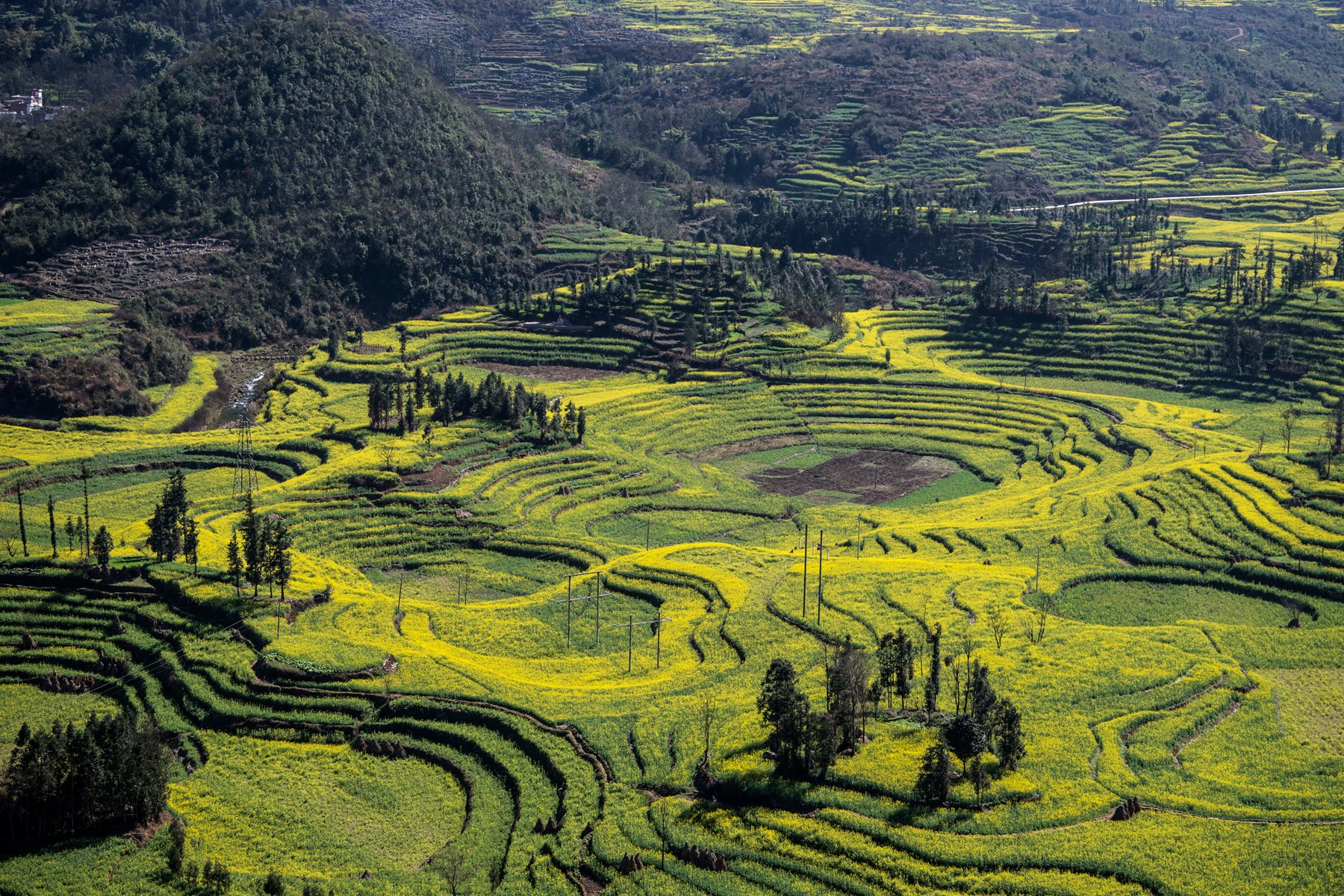 Flowering broccoli (finger nails) China