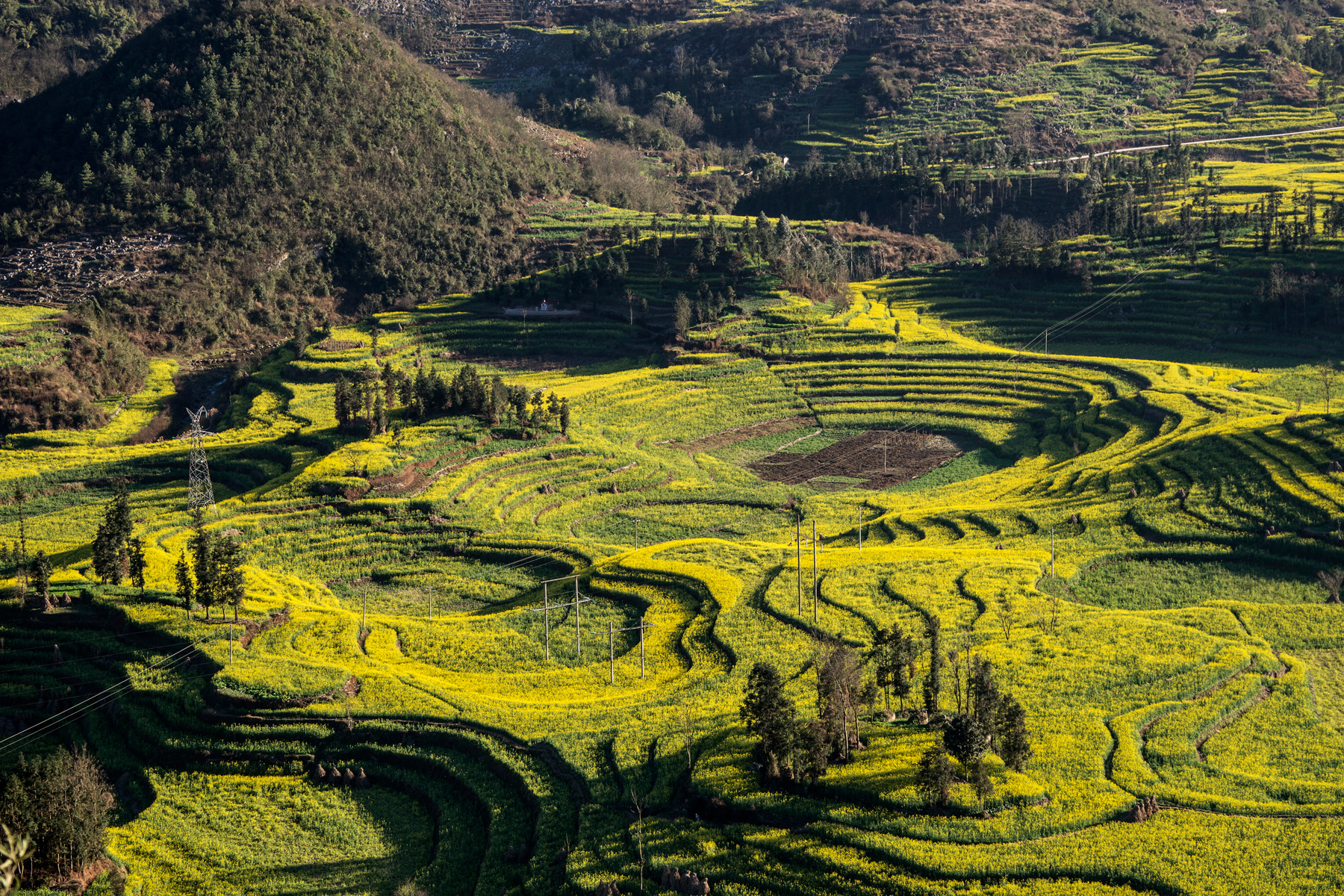 Flowering Chinese broccoli