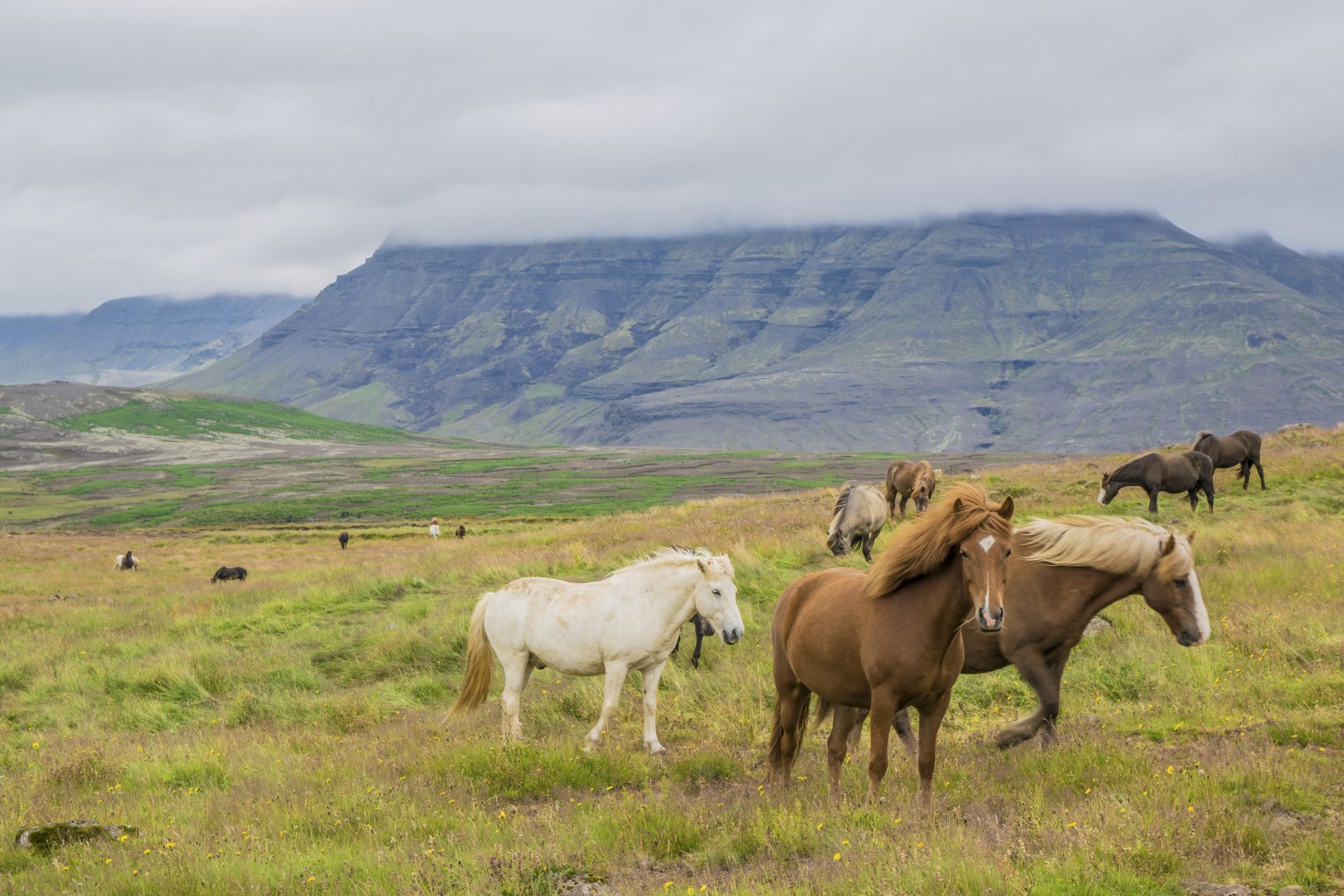 Vesturland - wild horses