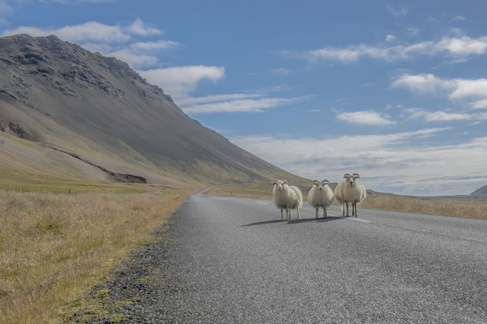 Snæfellsnes - Sauðfé