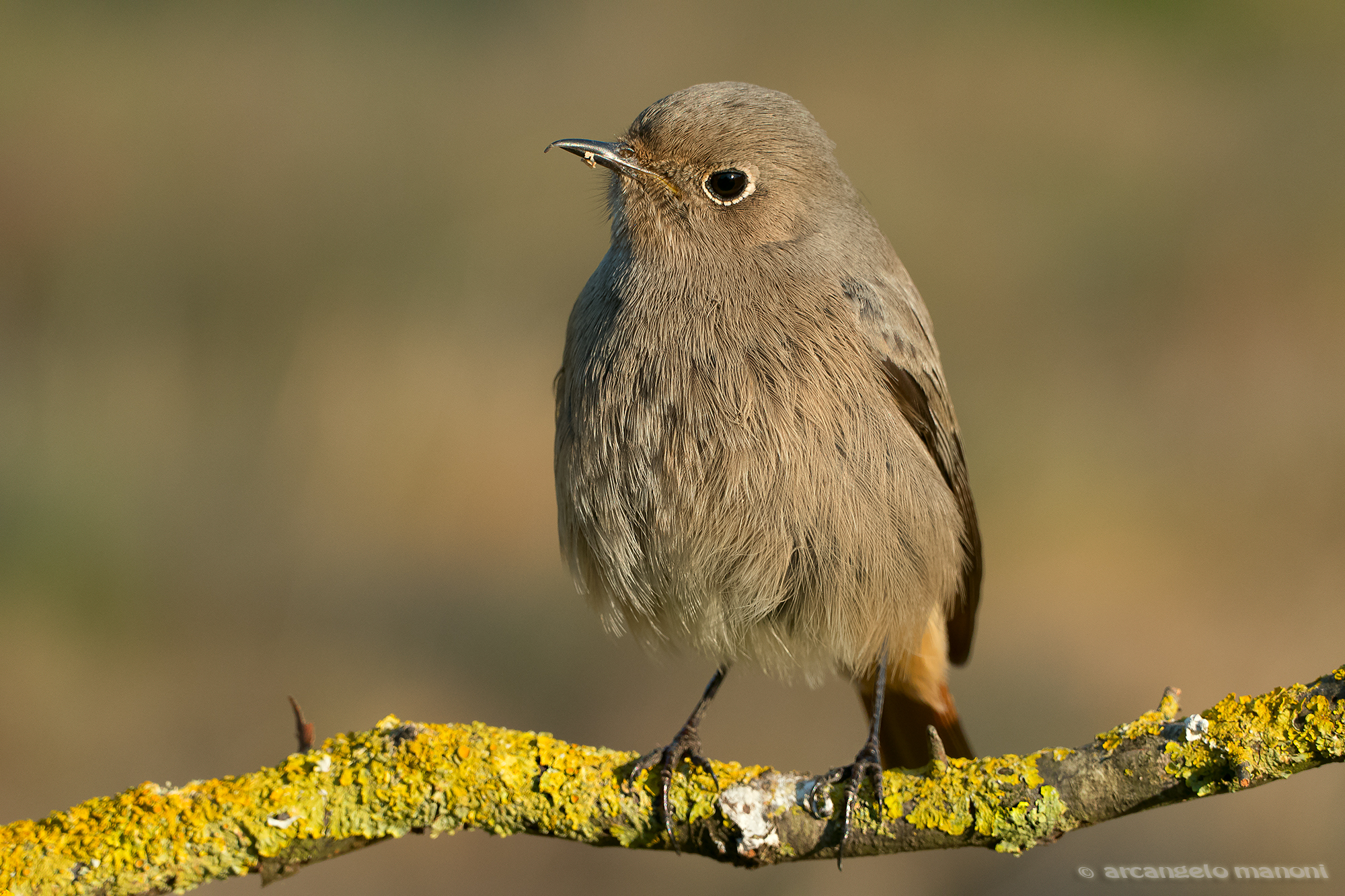 Codirosso spettinato