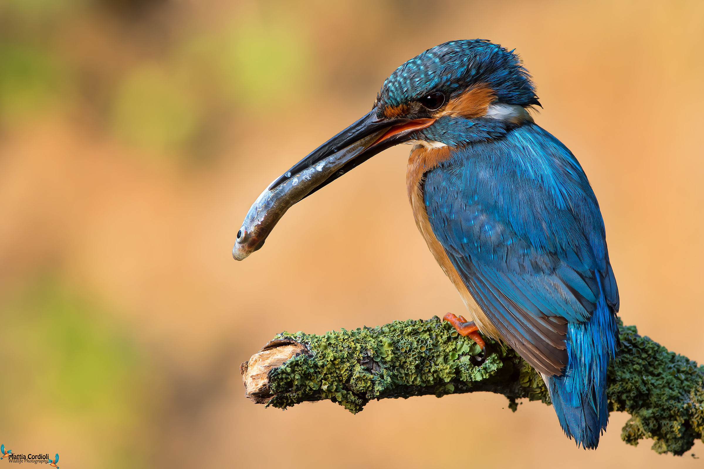 kingfisher