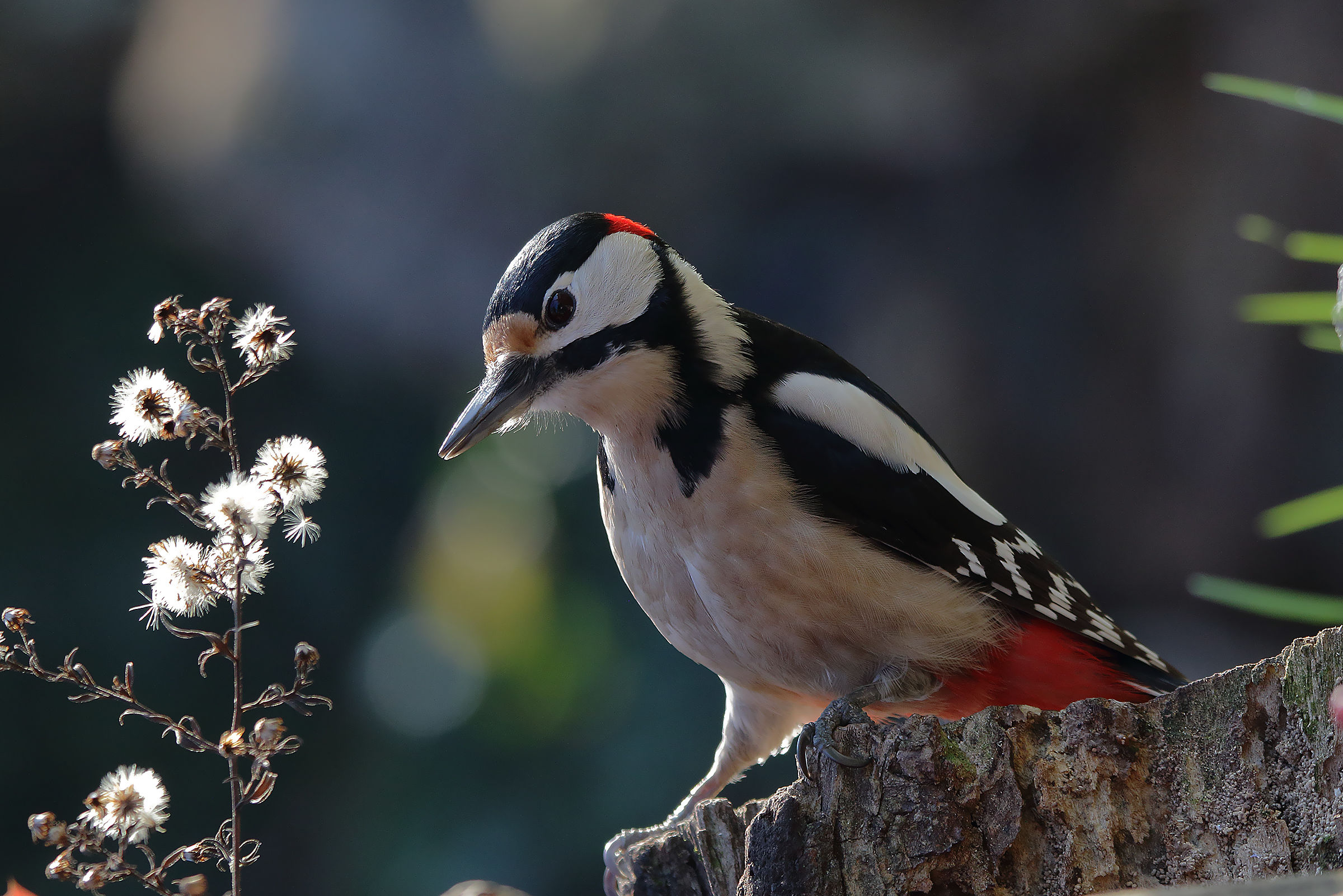 great spotted woodpecker