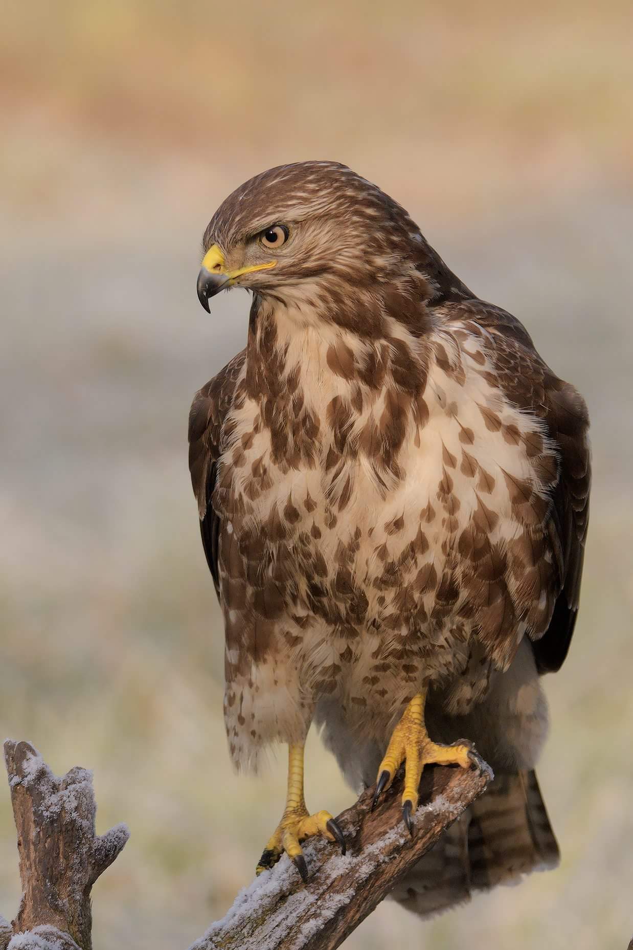 Buzzard Buteo buteo