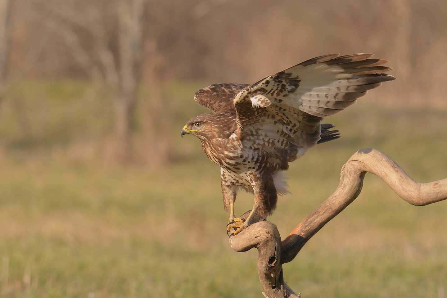 Buteo buteo