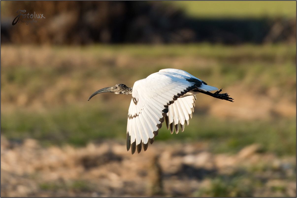 sacred Ibis