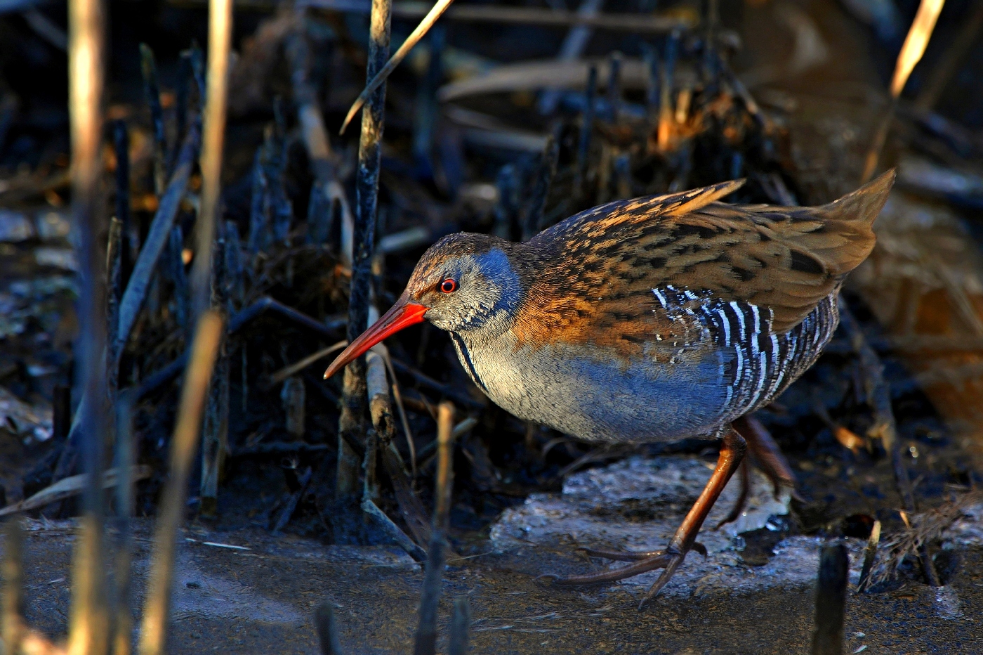 Lights and shadows on the water rail