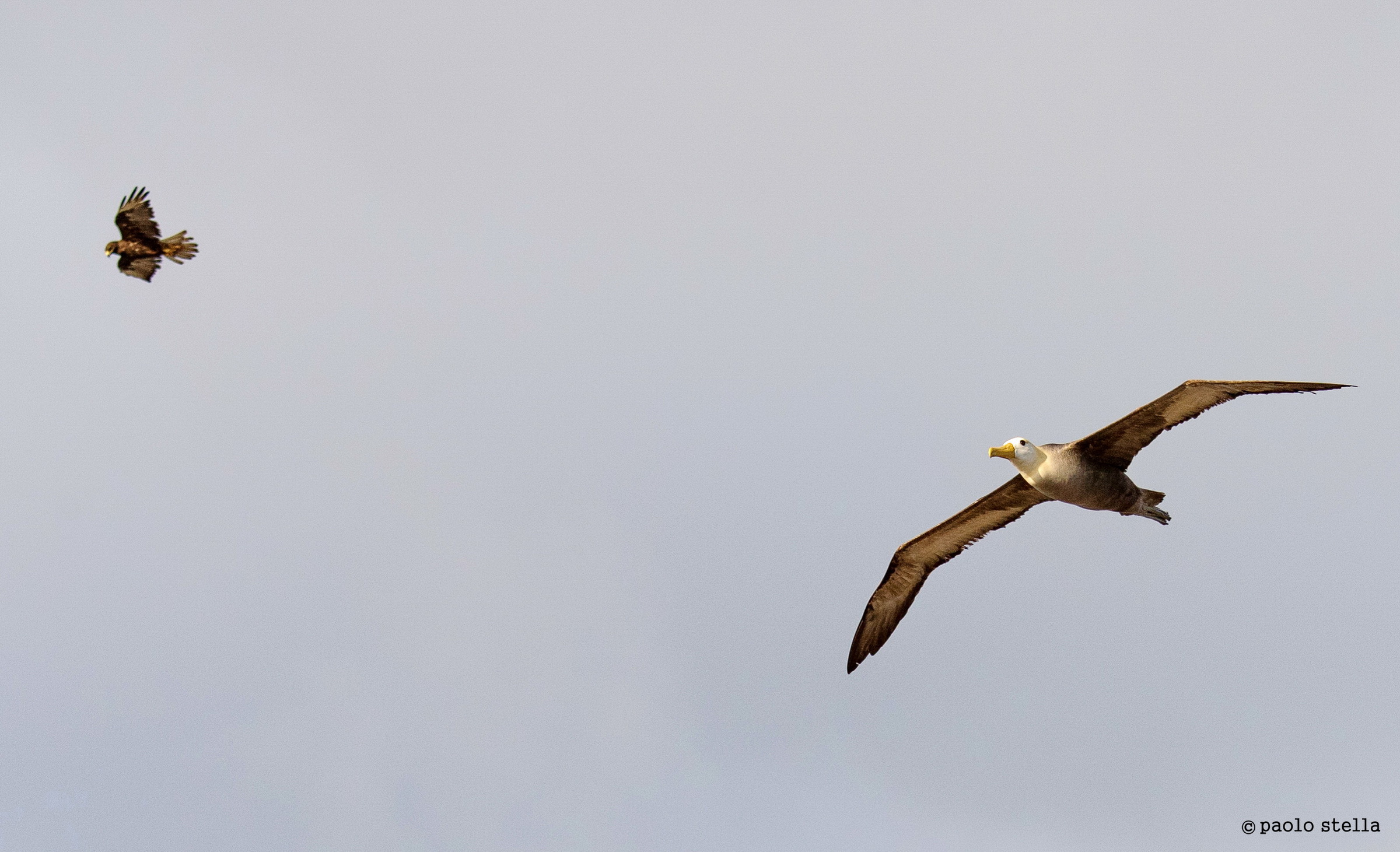 albatross & hawk