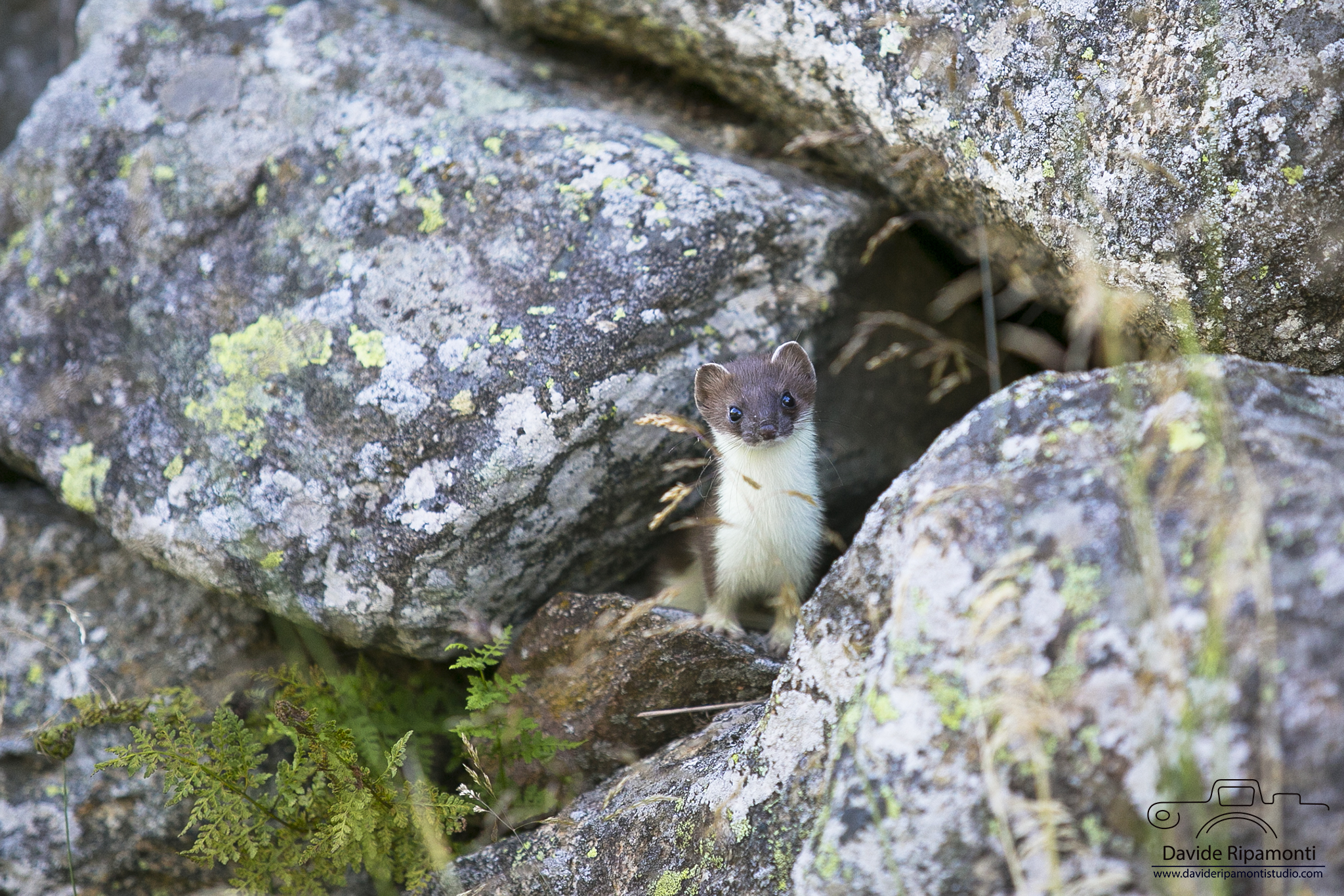 Ermellino nel Parco Nazionale dello Stelvio-Val Grande