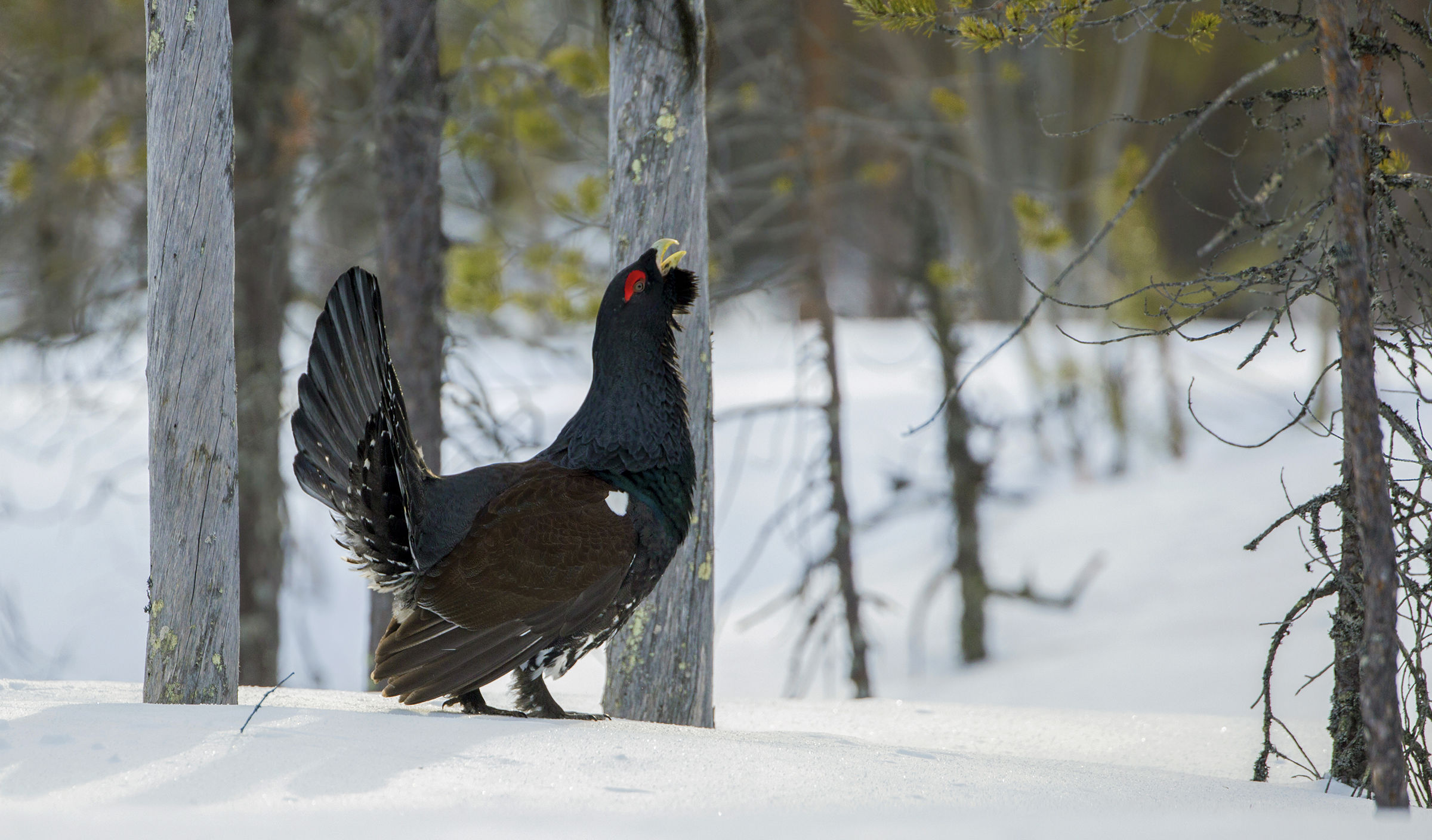 gallo cedrone al canto