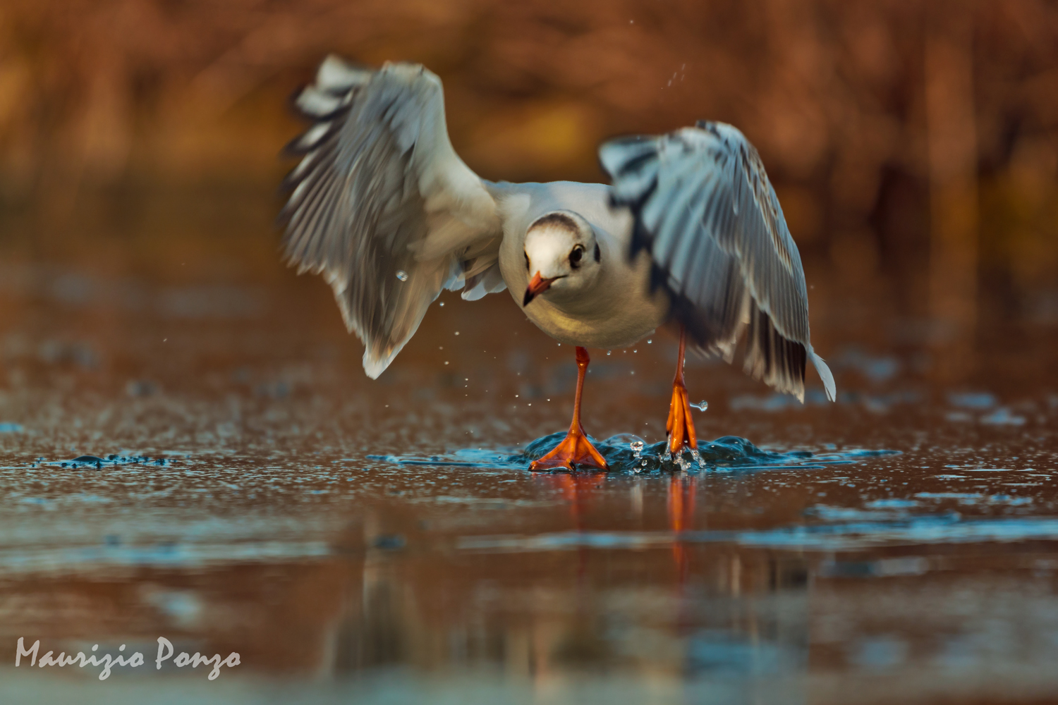 Within walking distance of fragile ice.