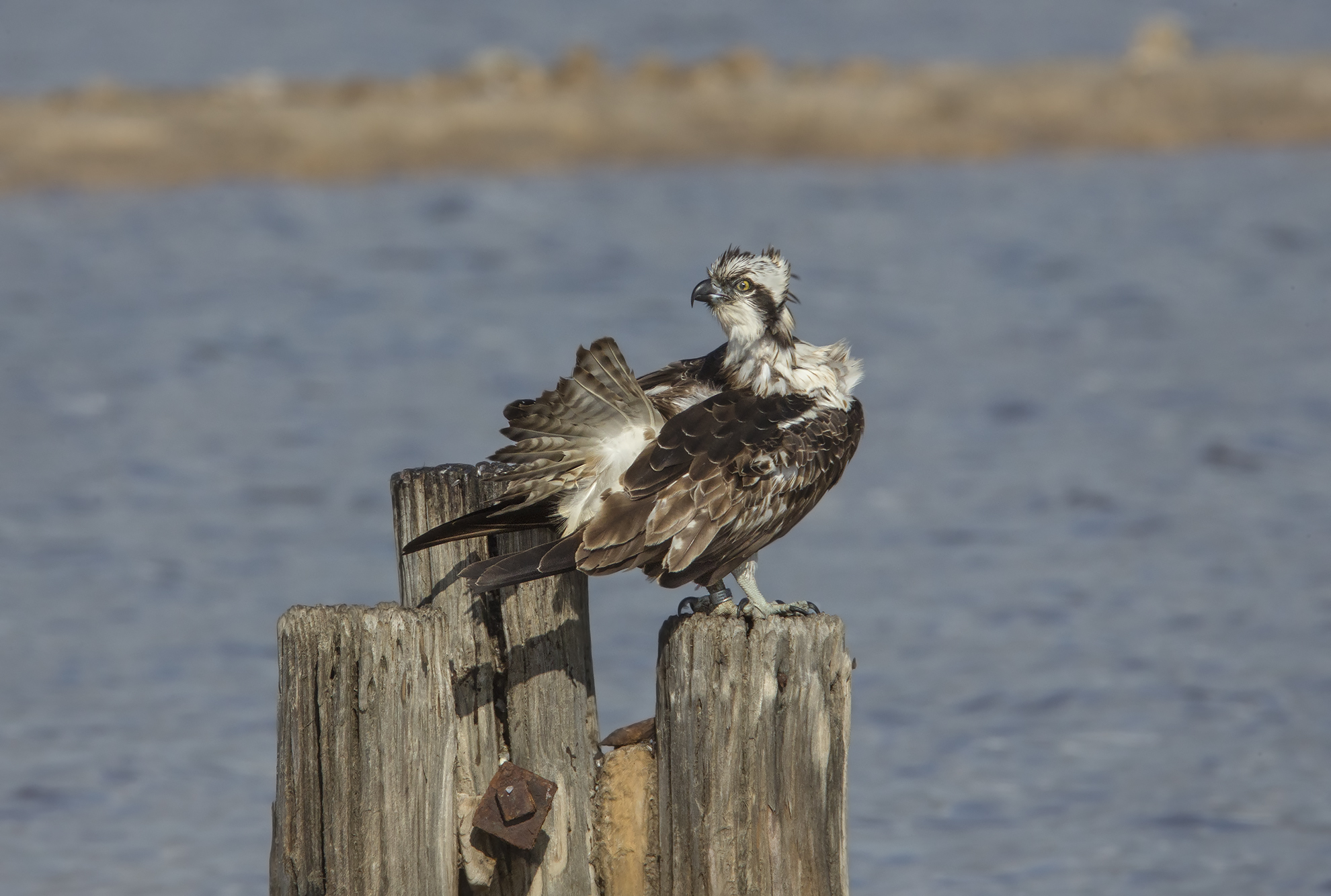 lontanissimo e .....a Cagliari